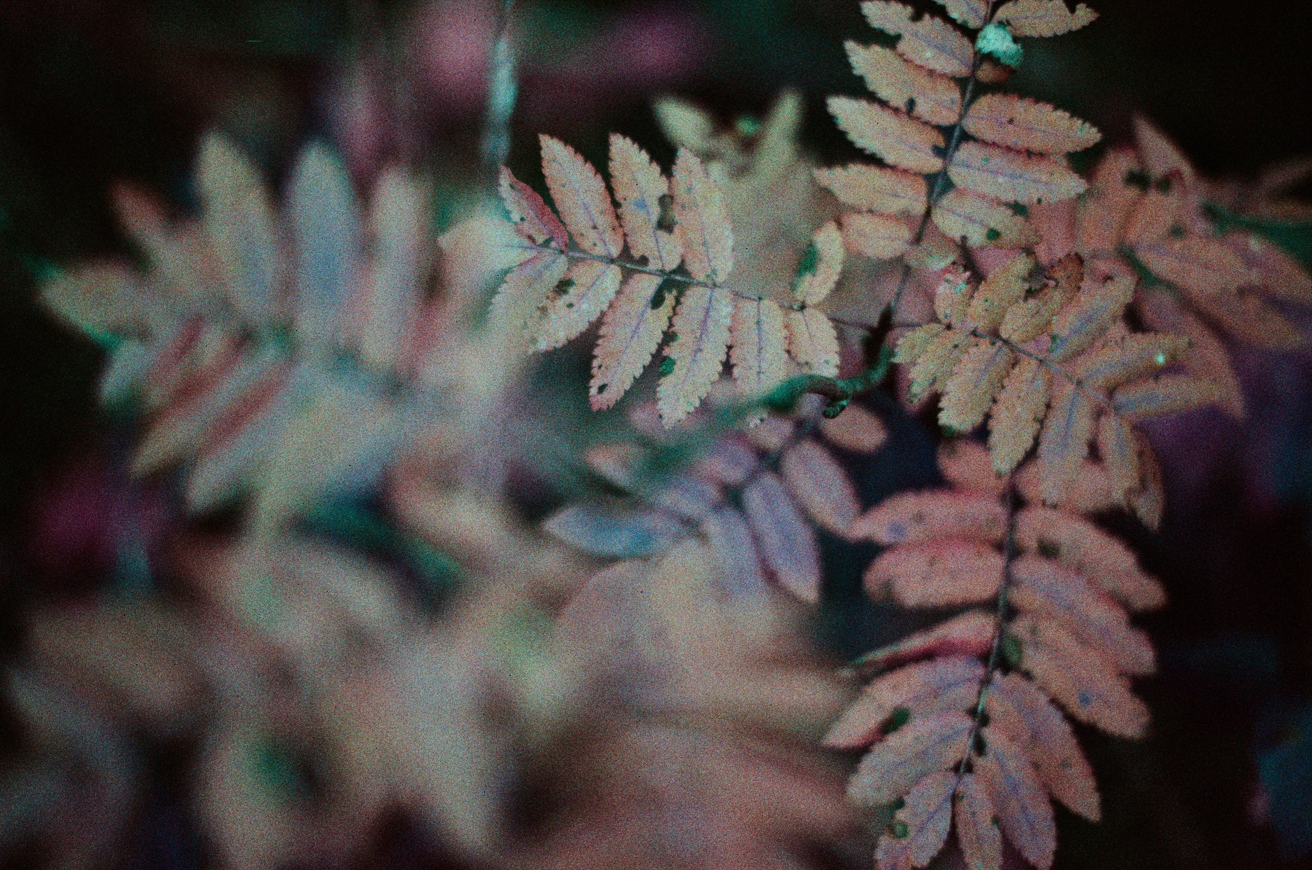 Purple overdose. EVER EXPOSED