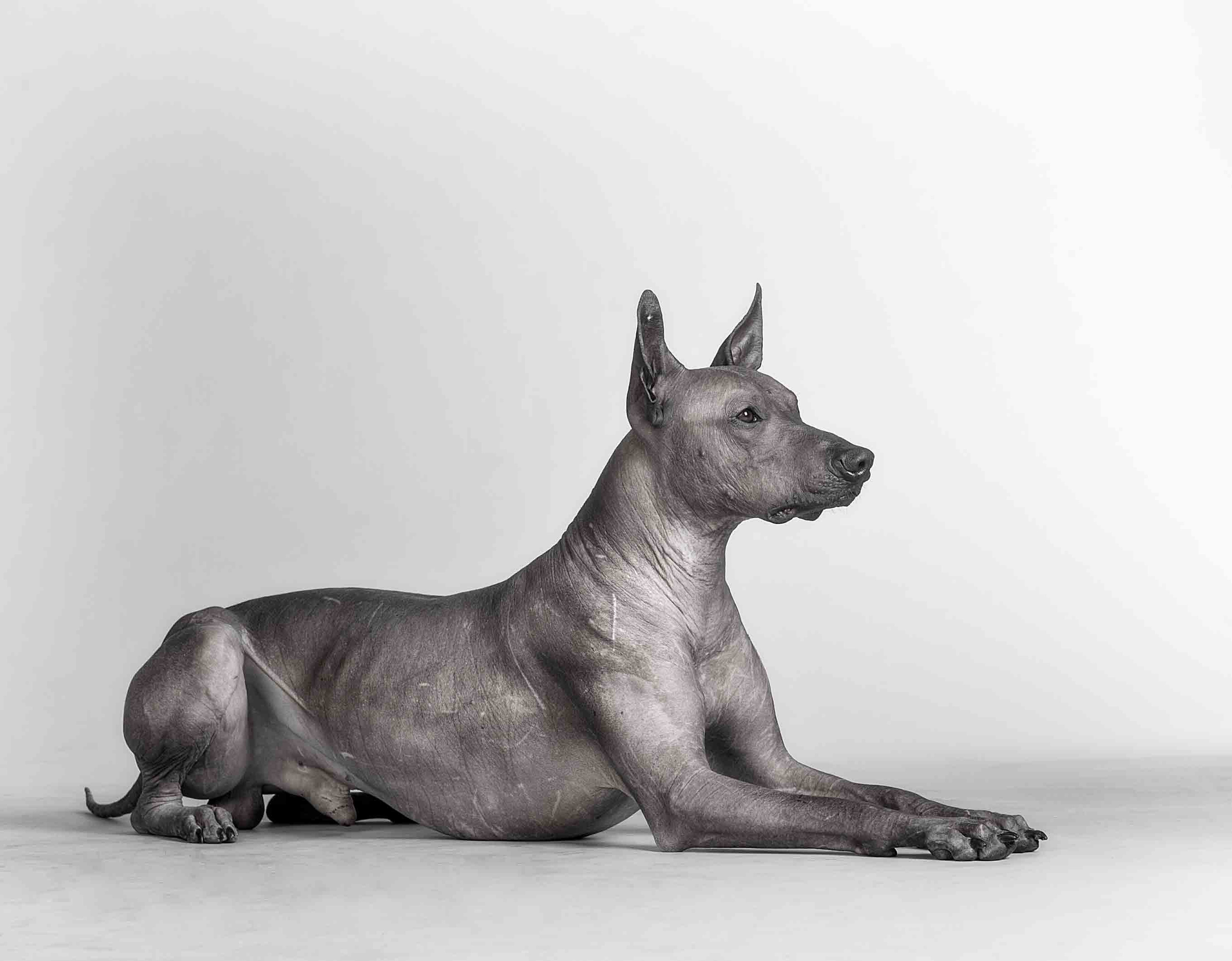 Собаки. Портретная и свадебная фотосъемка. Москва и область