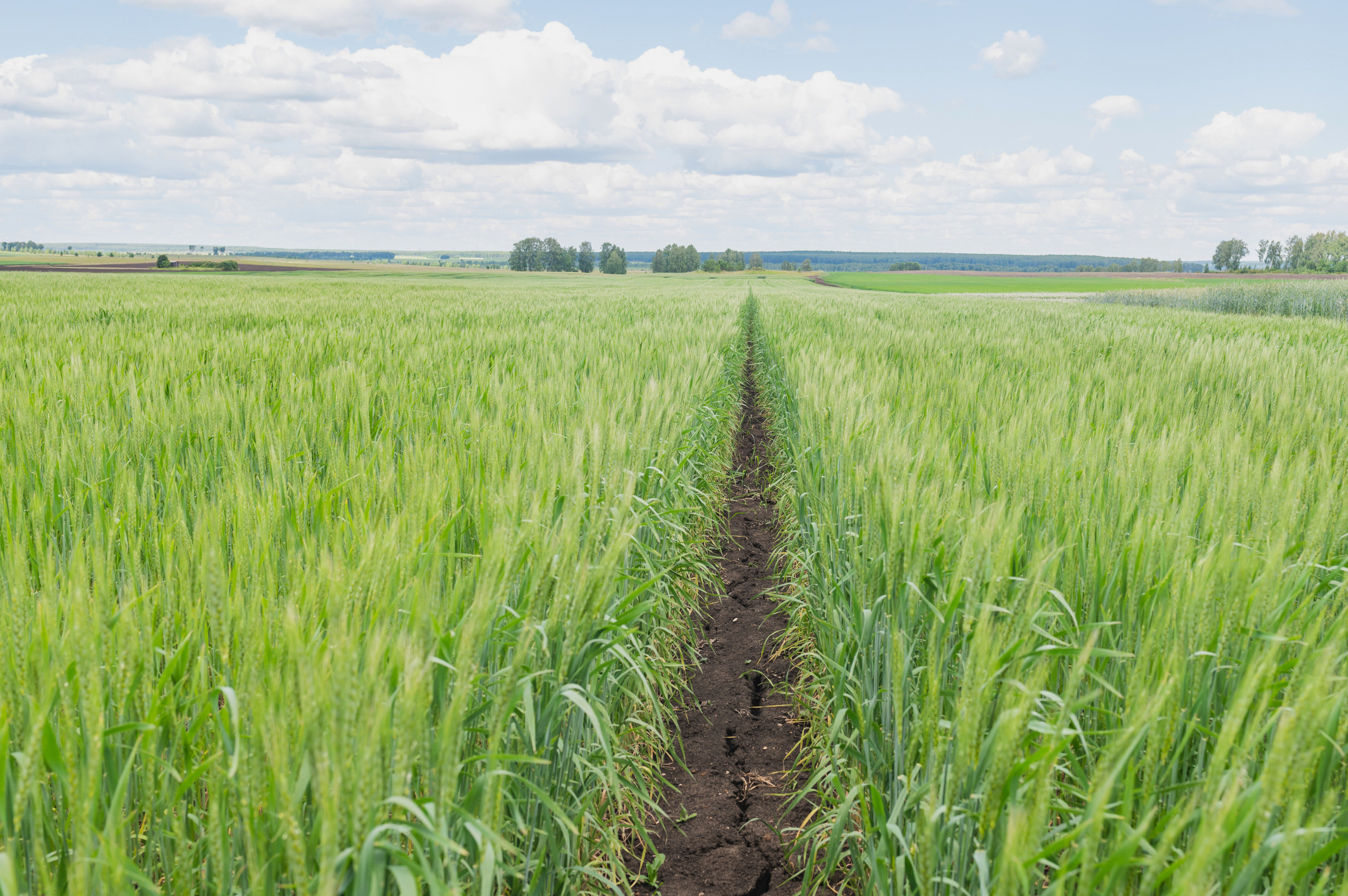 Сельскохозяйственная выставка — День поля 2022. Фотограф Виктор Андреасян
