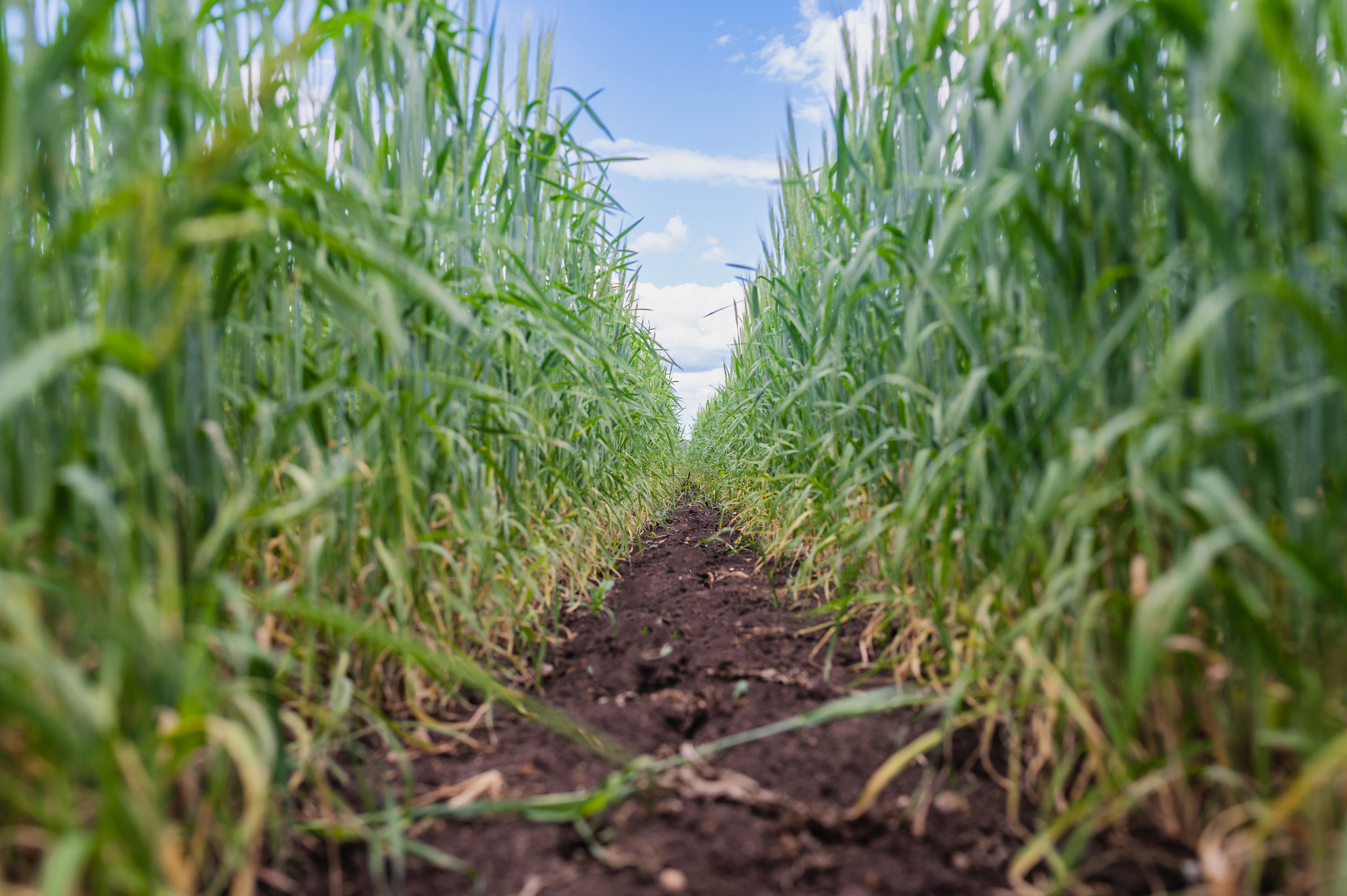 Сельскохозяйственная выставка — День поля 2022. Фотограф Виктор Андреасян