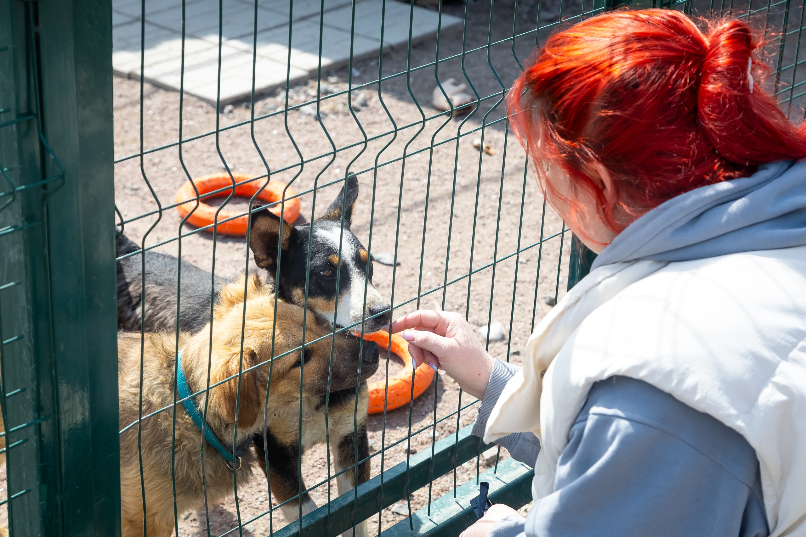 Petshop Забота. Фотограф в Санкт-Петербурге Чумаков Семен