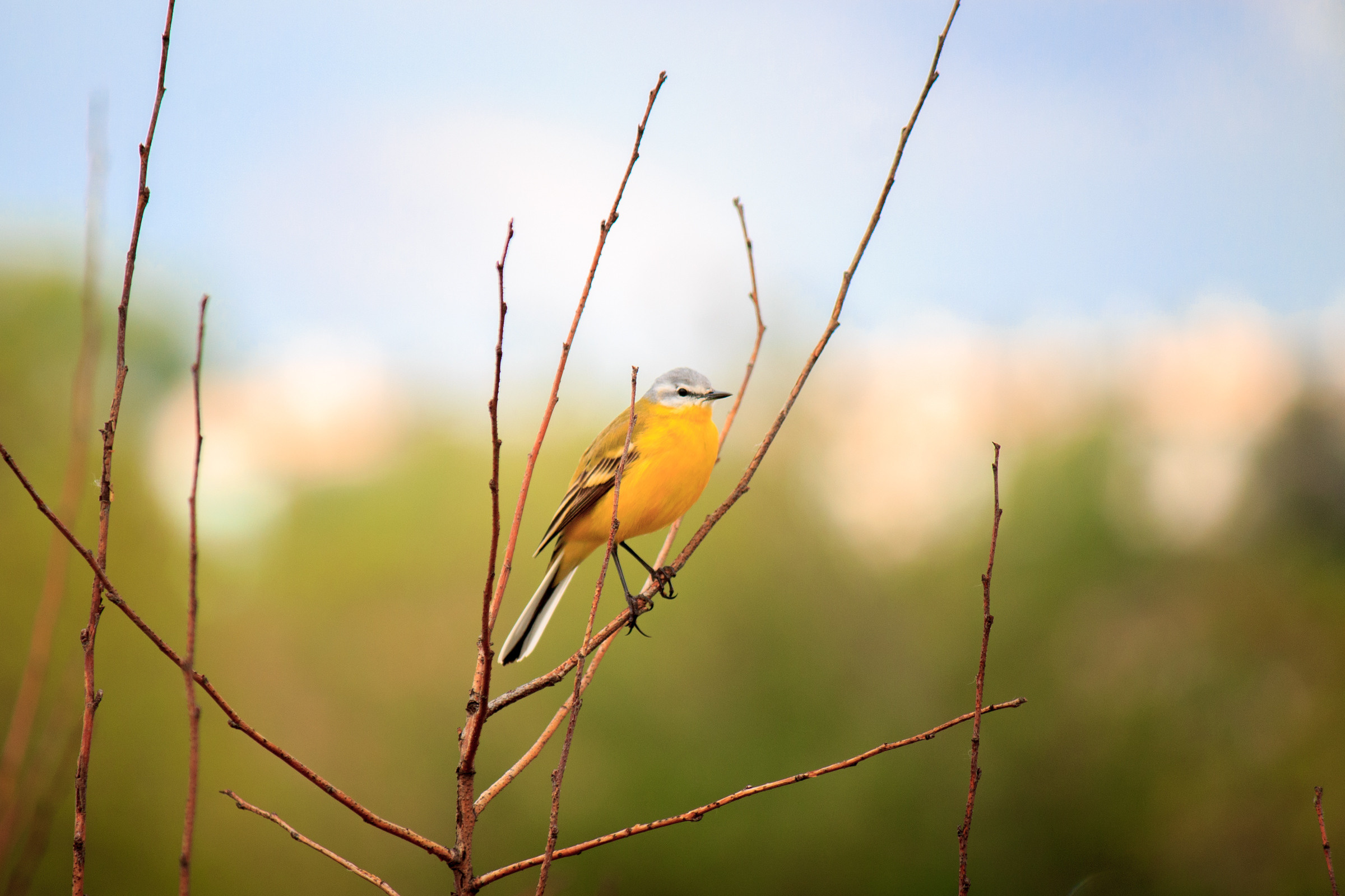 Меньшие братья. Фотограф в Красноярске Оксана Корчагина