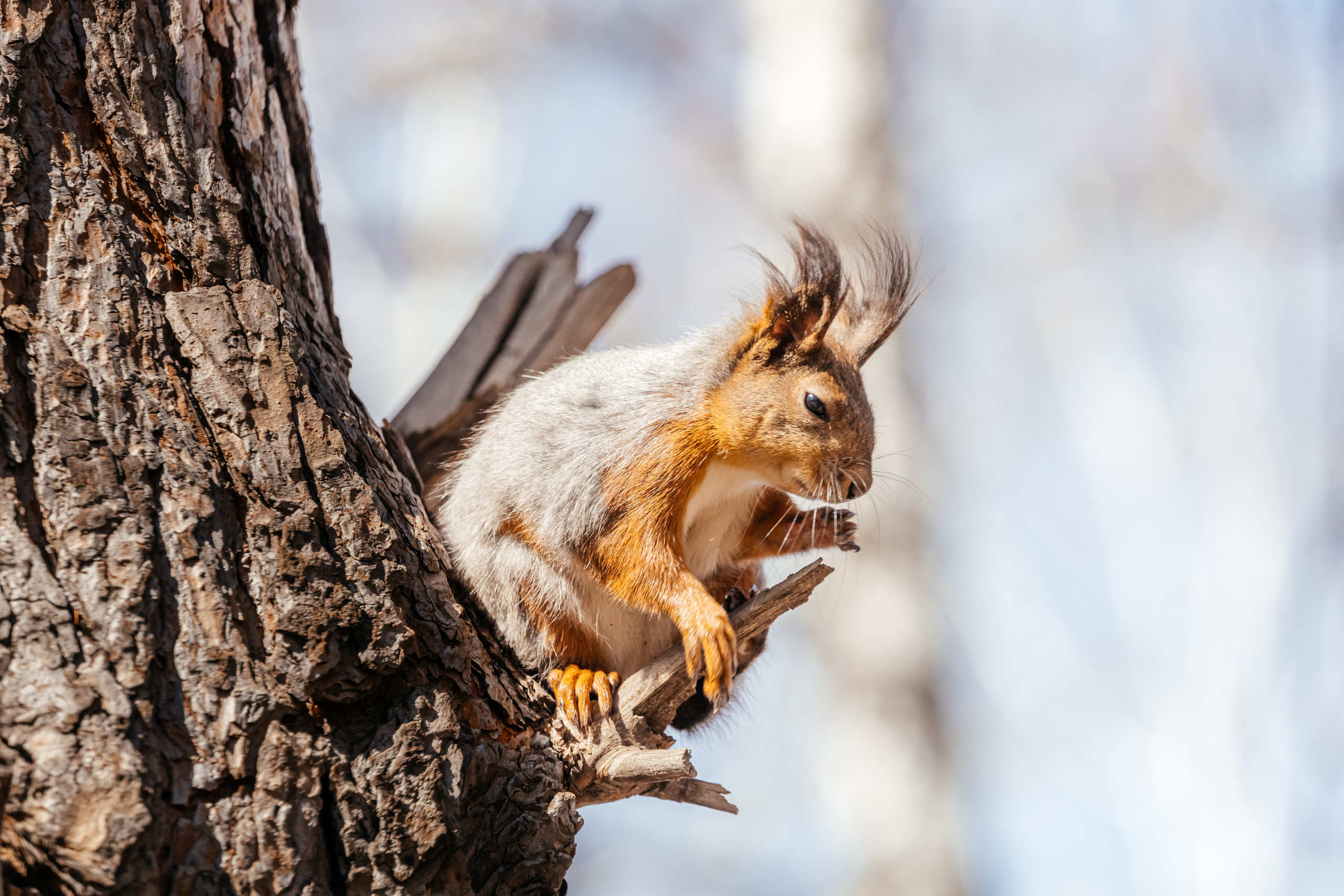 Меньшие братья. Фотограф в Красноярске Оксана Корчагина