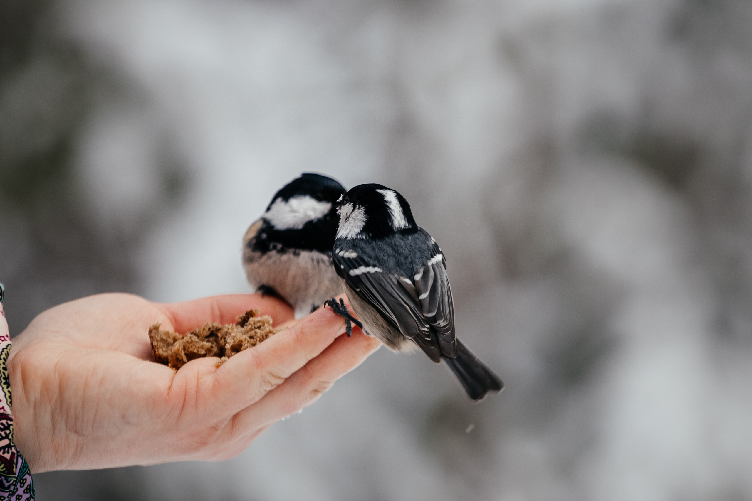 Меньшие братья. Фотограф в Красноярске Оксана Корчагина