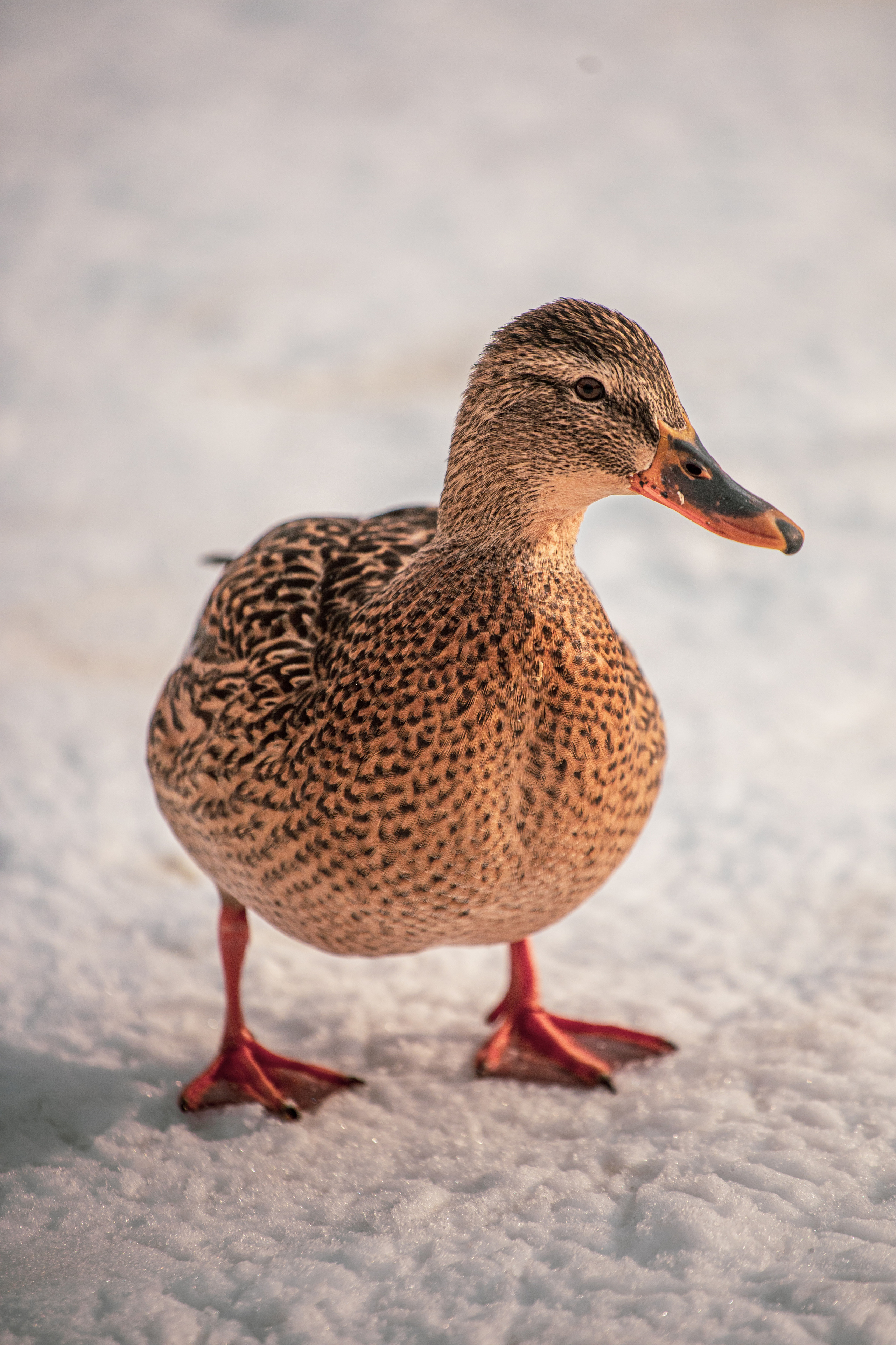 Меньшие братья. Фотограф в Красноярске Оксана Корчагина