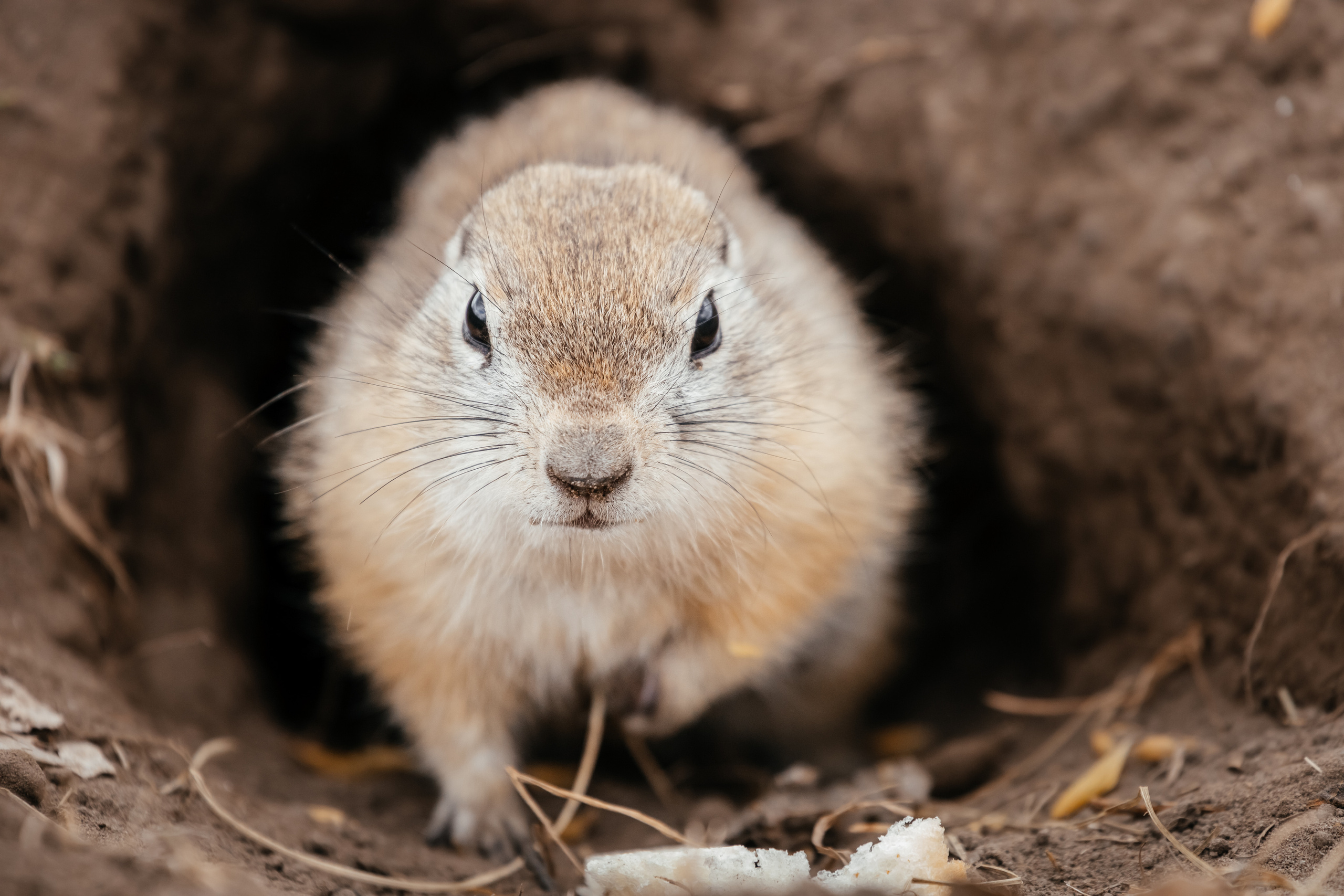 Меньшие братья. Фотограф в Красноярске Оксана Корчагина