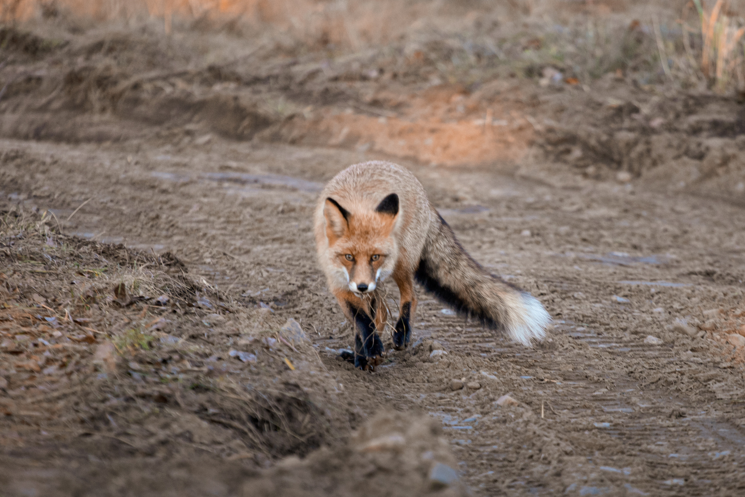 Меньшие братья. Фотограф в Красноярске Оксана Корчагина
