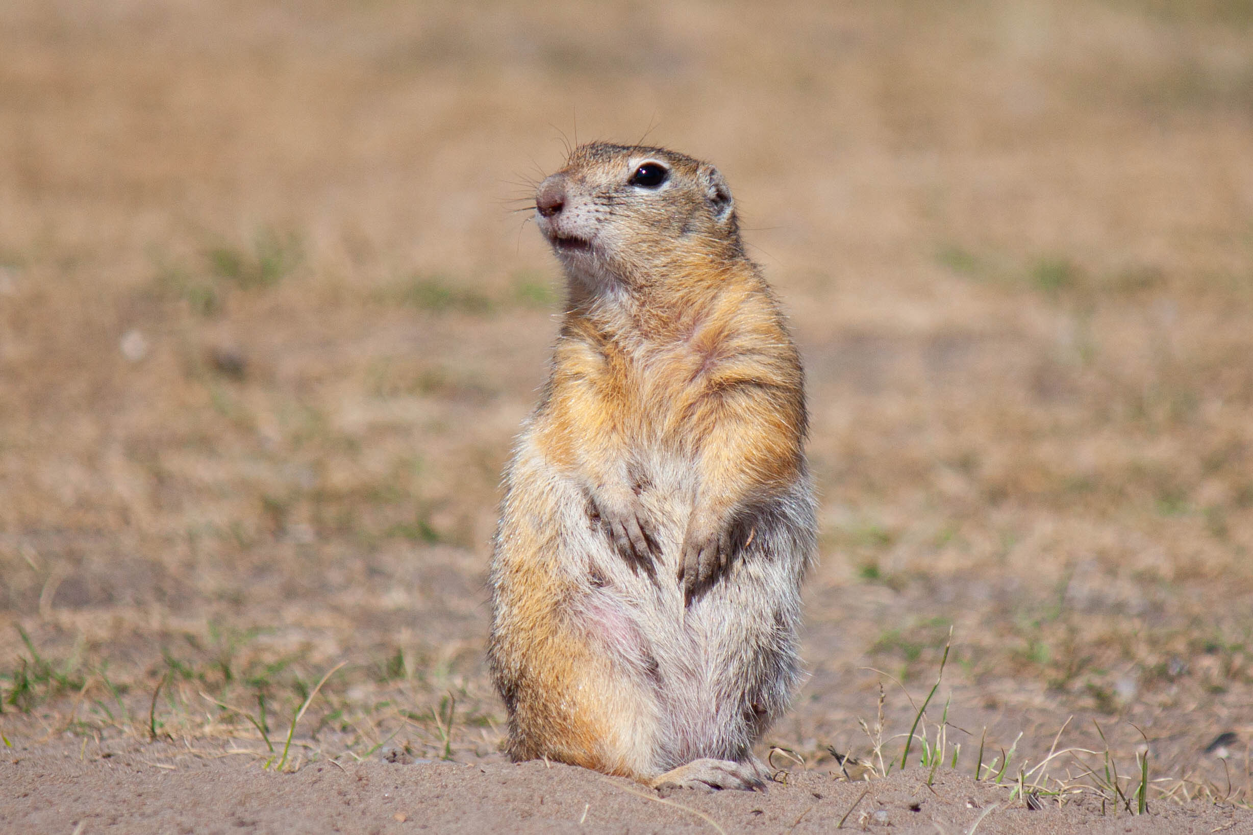 Меньшие братья. Фотограф в Красноярске Оксана Корчагина