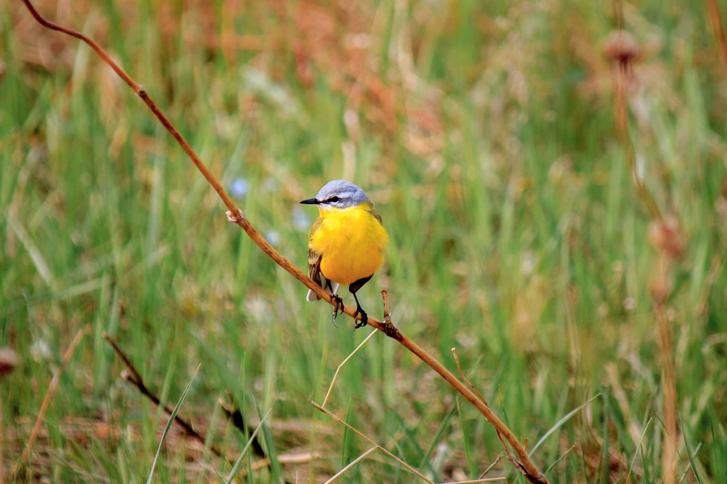 Меньшие братья. Фотограф в Красноярске Оксана Корчагина