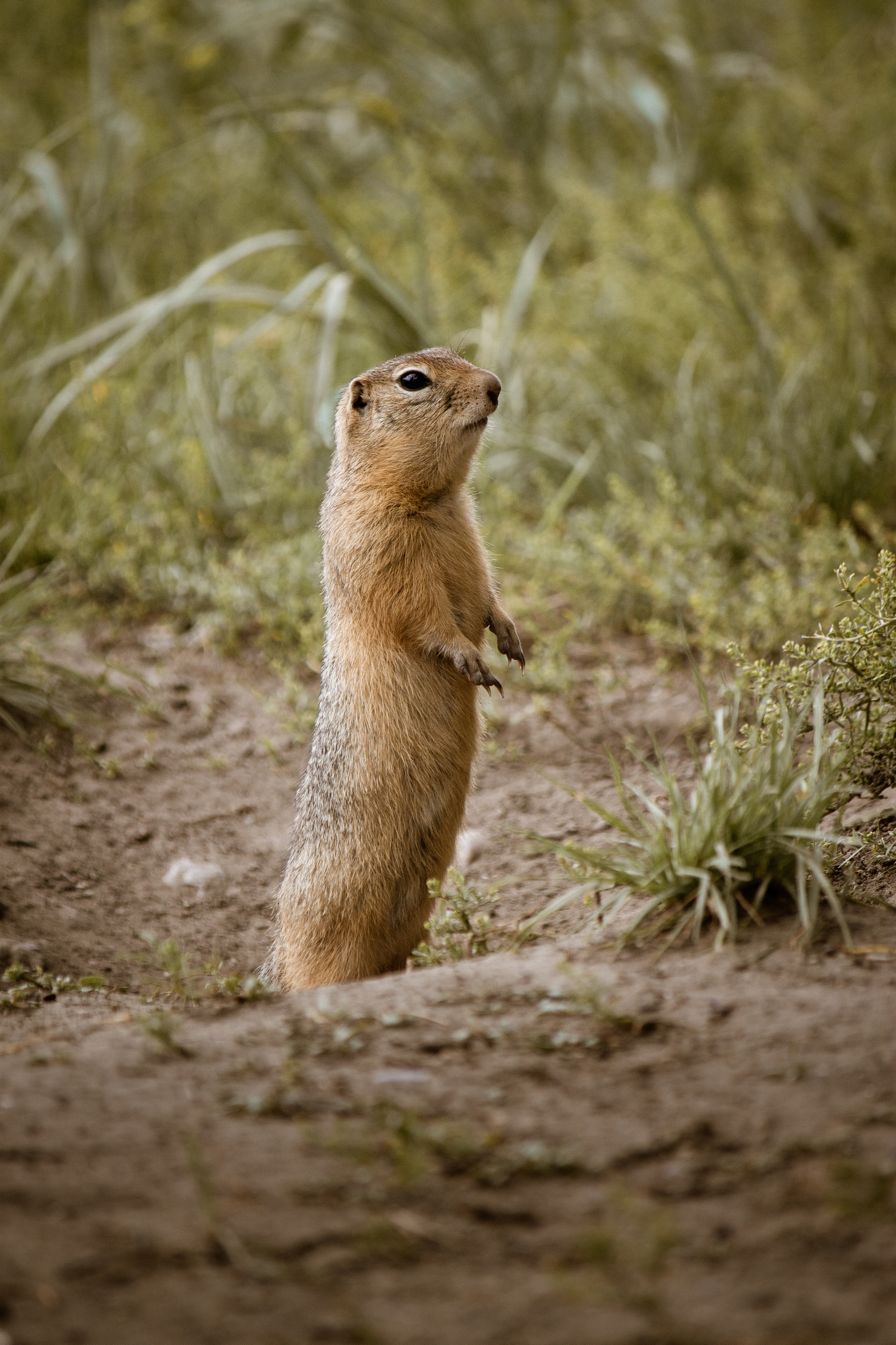 Меньшие братья. Фотограф в Красноярске Оксана Корчагина