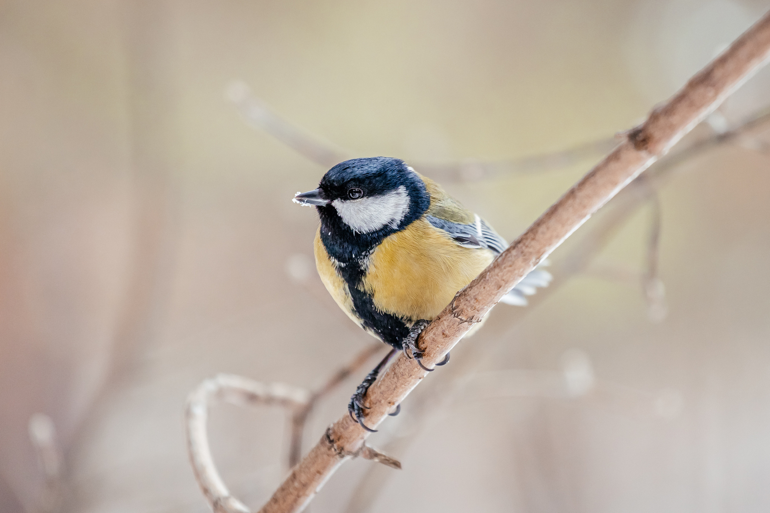 Меньшие братья. Фотограф в Красноярске Оксана Корчагина