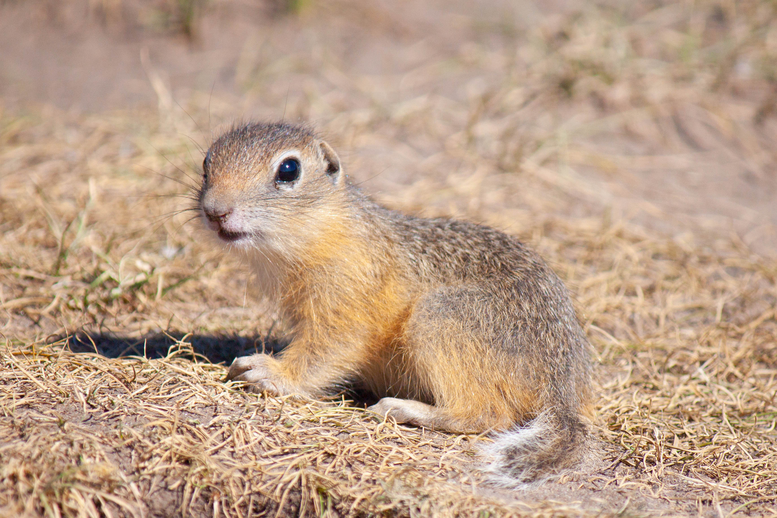 Меньшие братья. Фотограф в Красноярске Оксана Корчагина