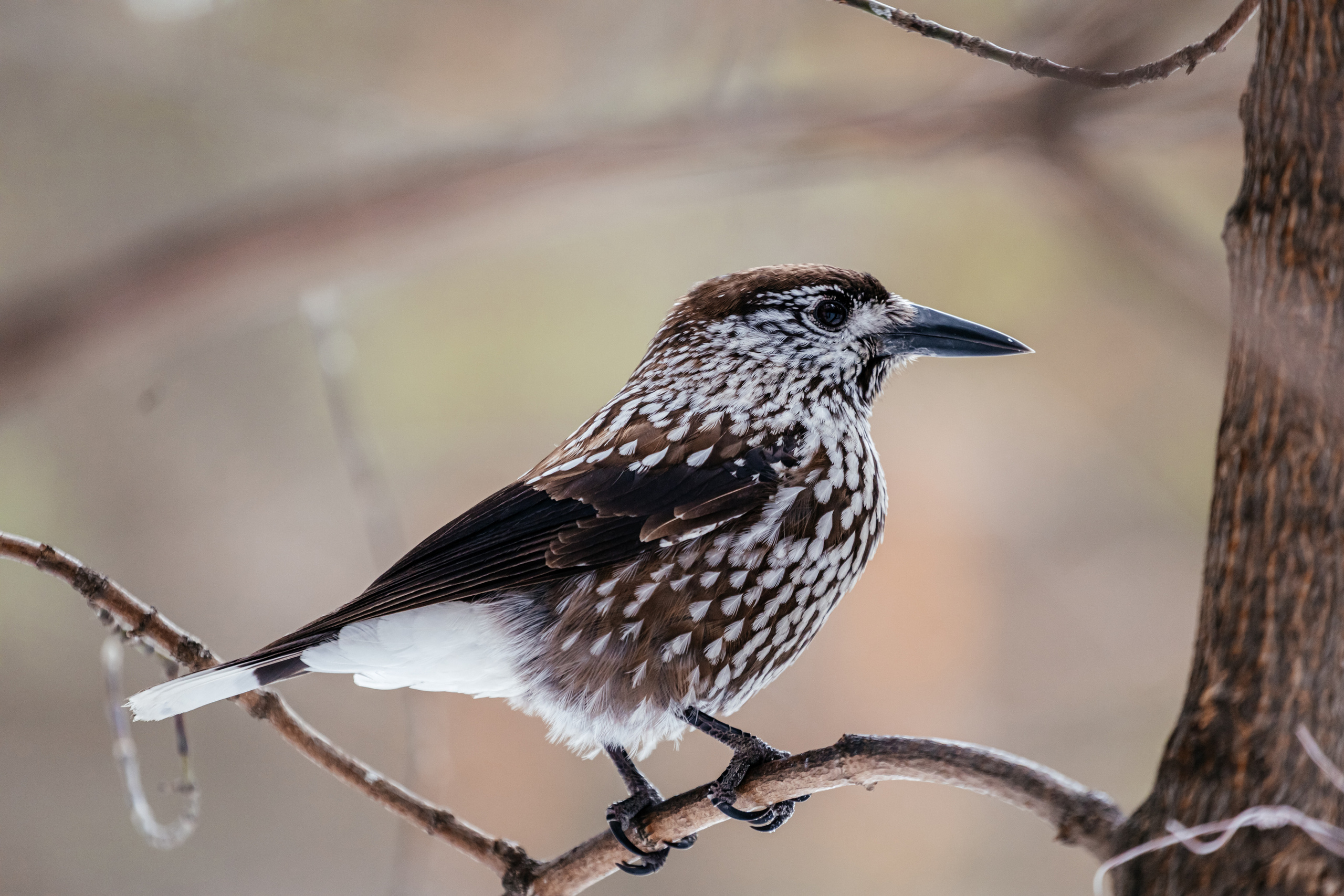 Меньшие братья. Фотограф в Красноярске Оксана Корчагина