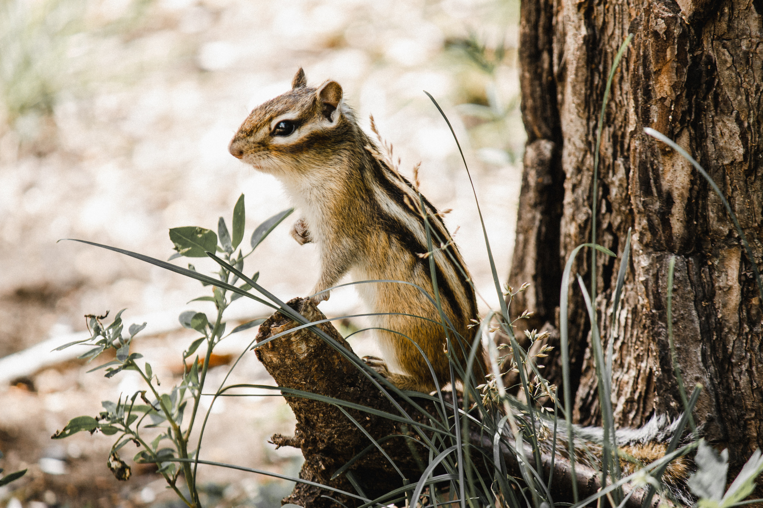 Меньшие братья. Фотограф в Красноярске Оксана Корчагина