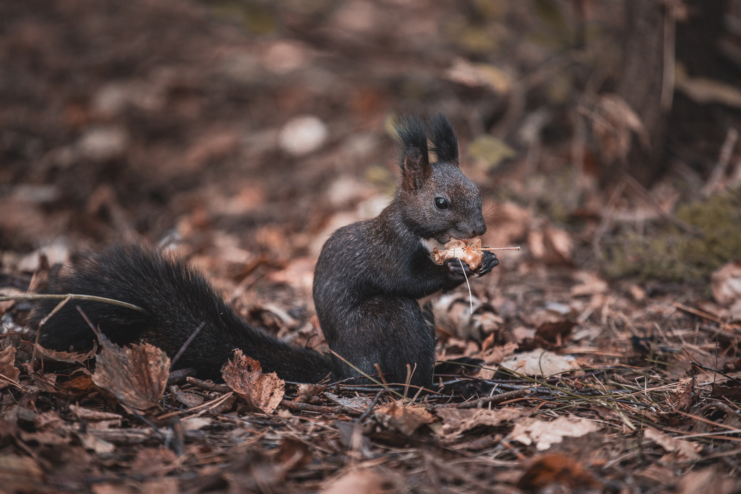 Меньшие братья. Фотограф в Красноярске Оксана Корчагина