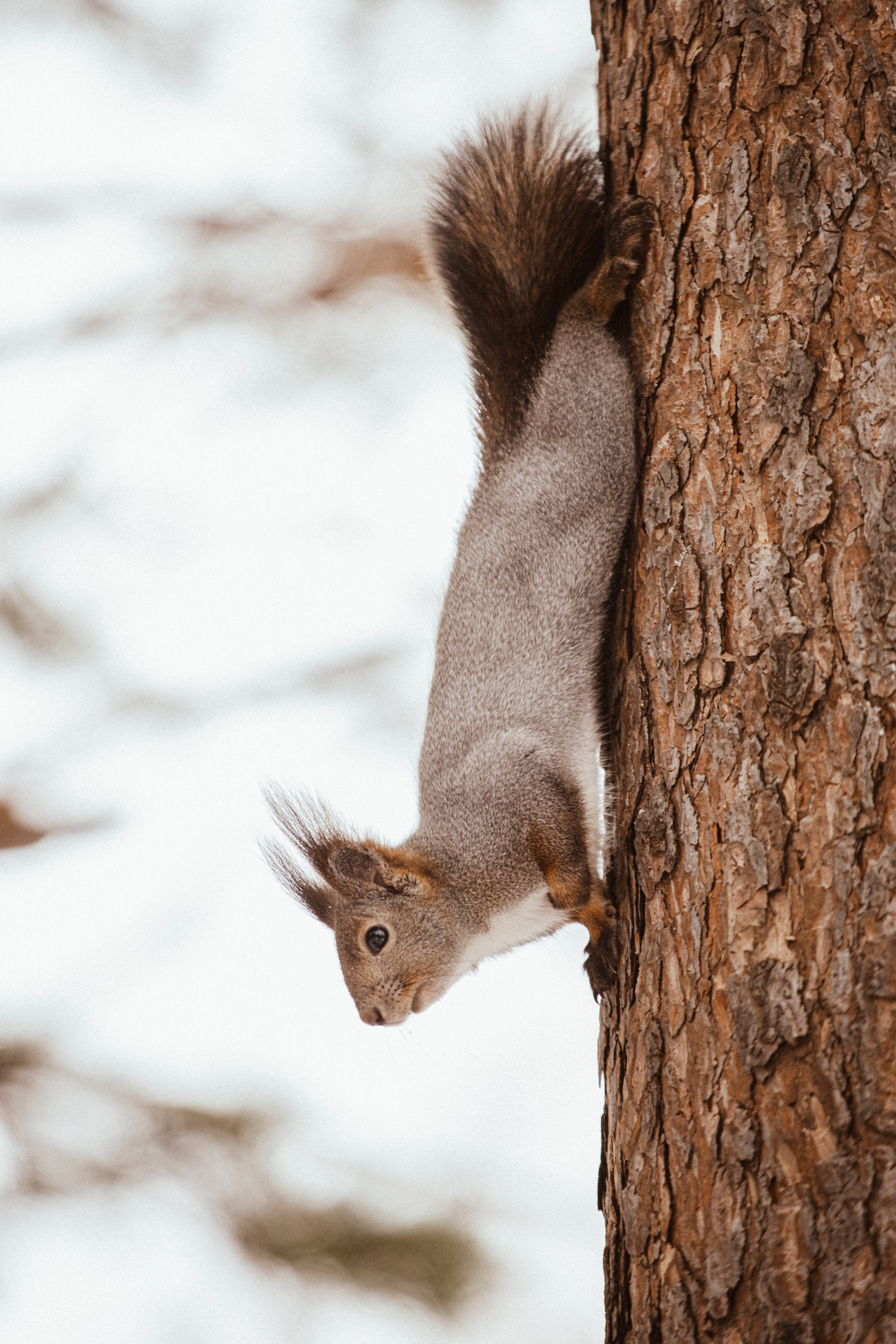 Меньшие братья. Фотограф в Красноярске Оксана Корчагина