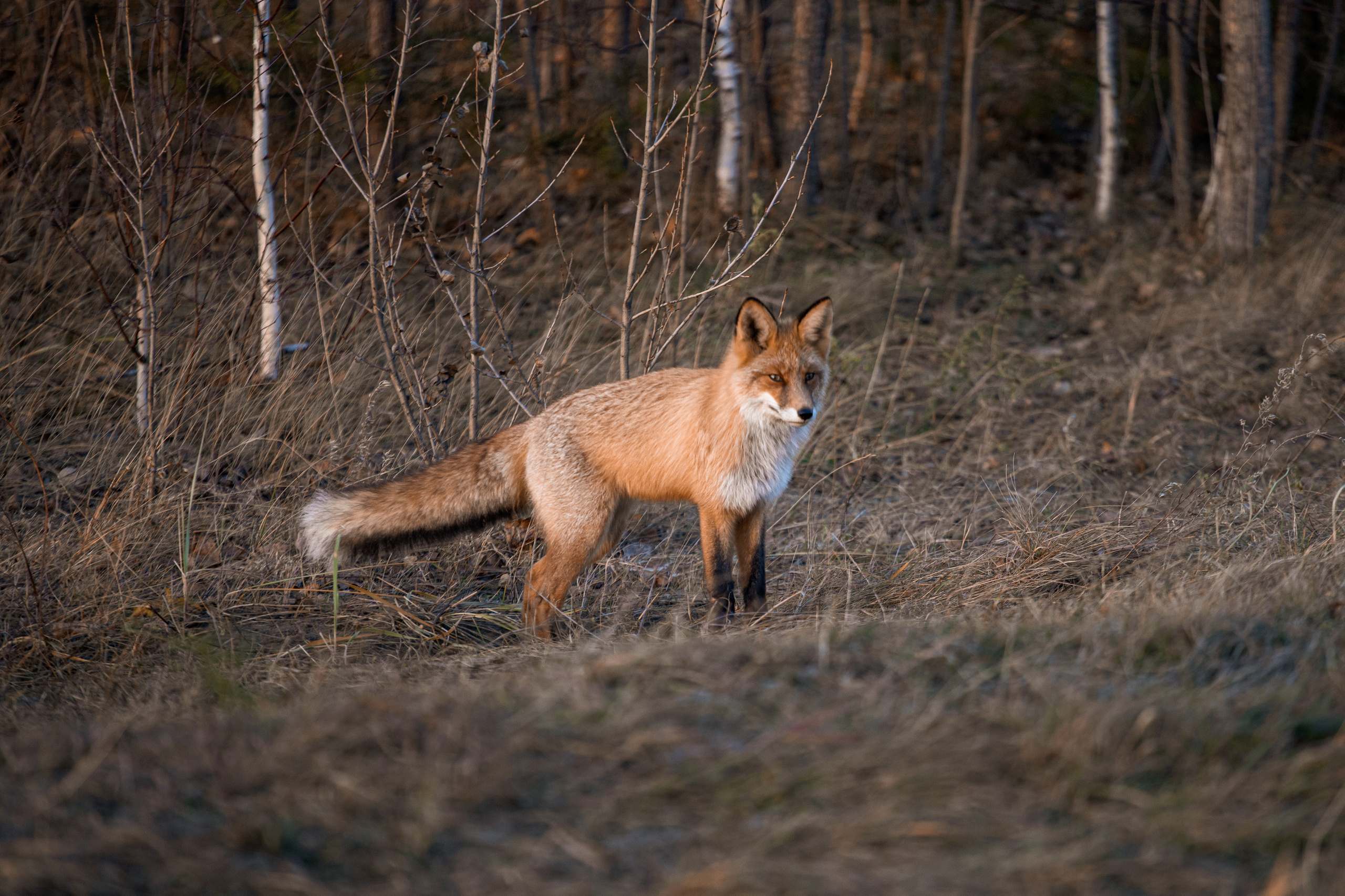 Меньшие братья. Фотограф в Красноярске Оксана Корчагина