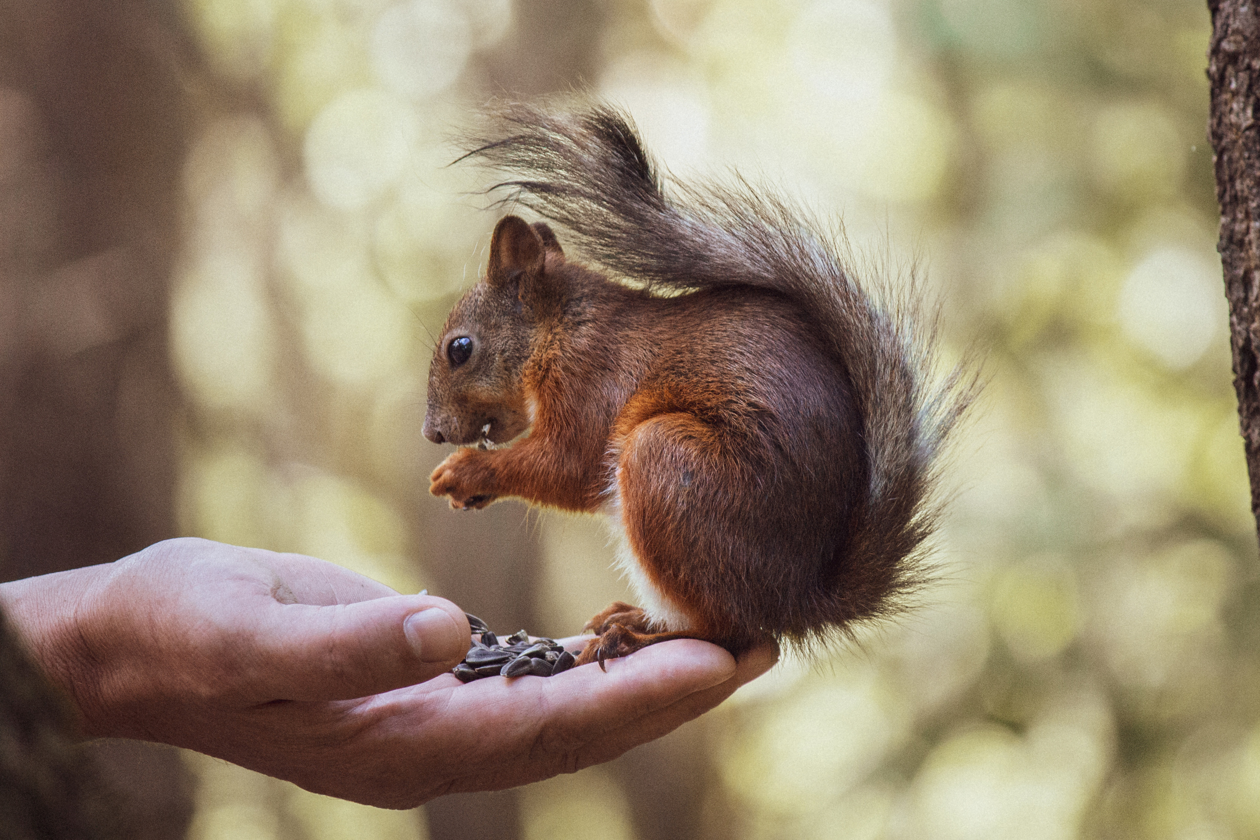 Меньшие братья. Фотограф в Красноярске Оксана Корчагина