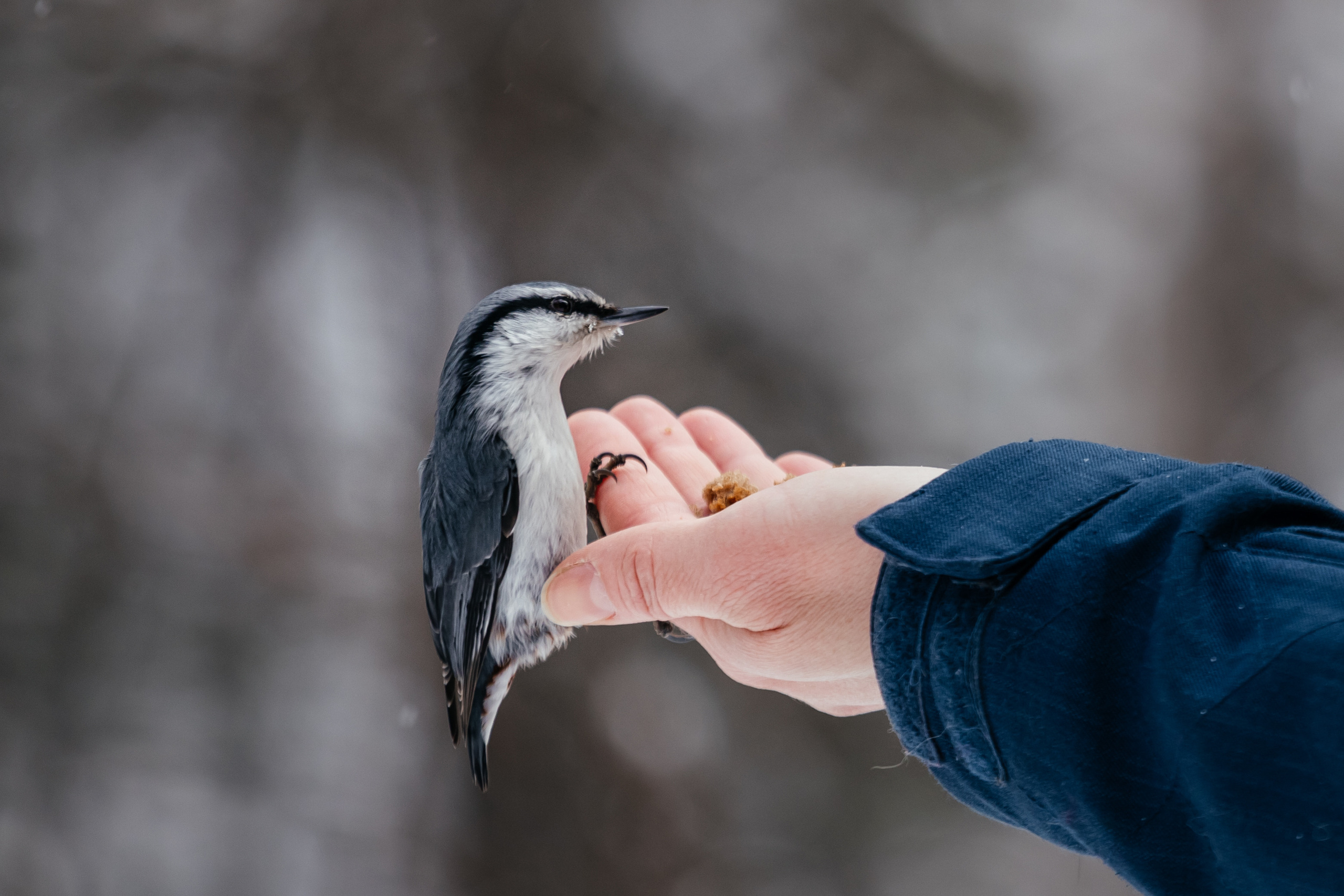 Меньшие братья. Фотограф в Красноярске Оксана Корчагина