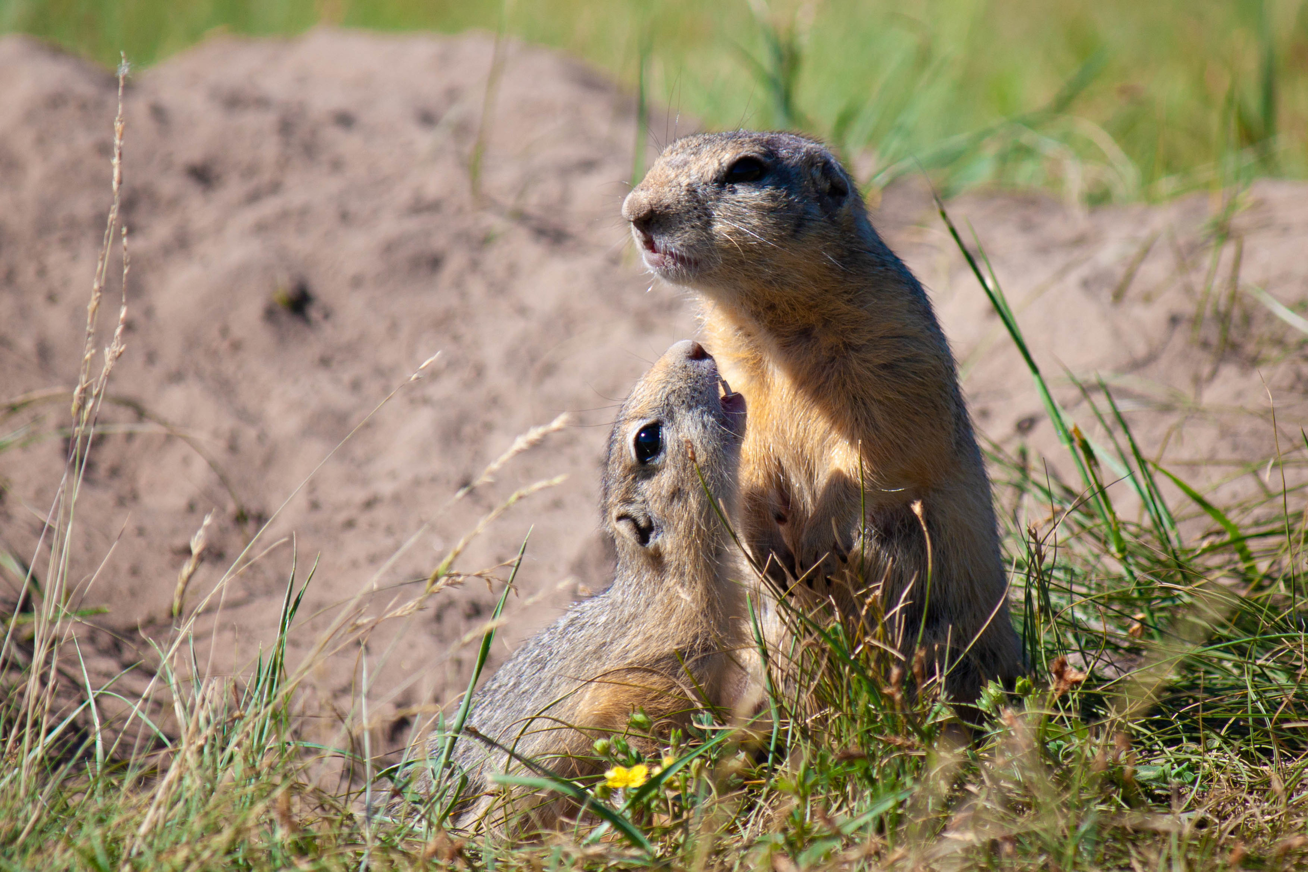 Меньшие братья. Фотограф в Красноярске Оксана Корчагина