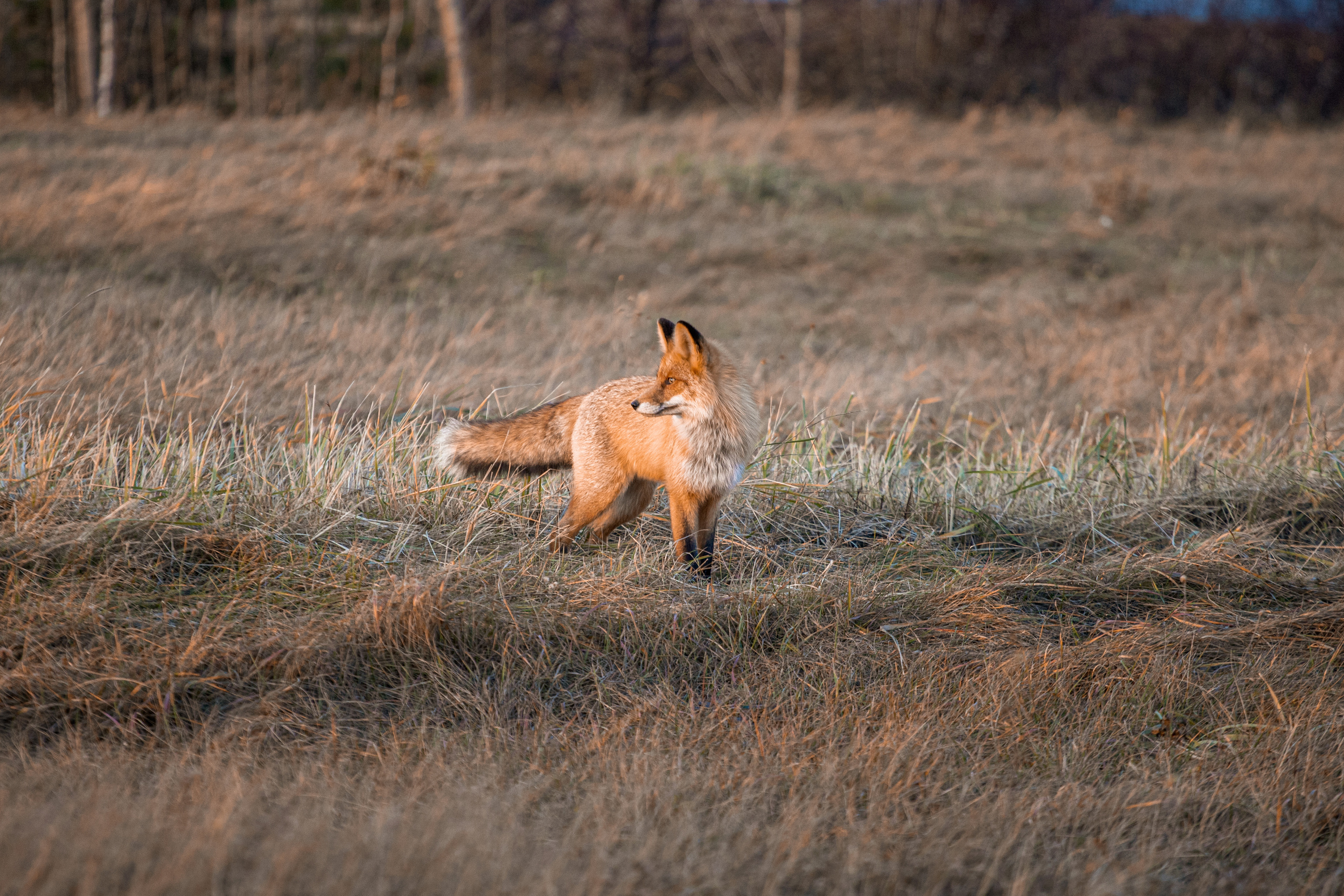 Меньшие братья. Фотограф в Красноярске Оксана Корчагина
