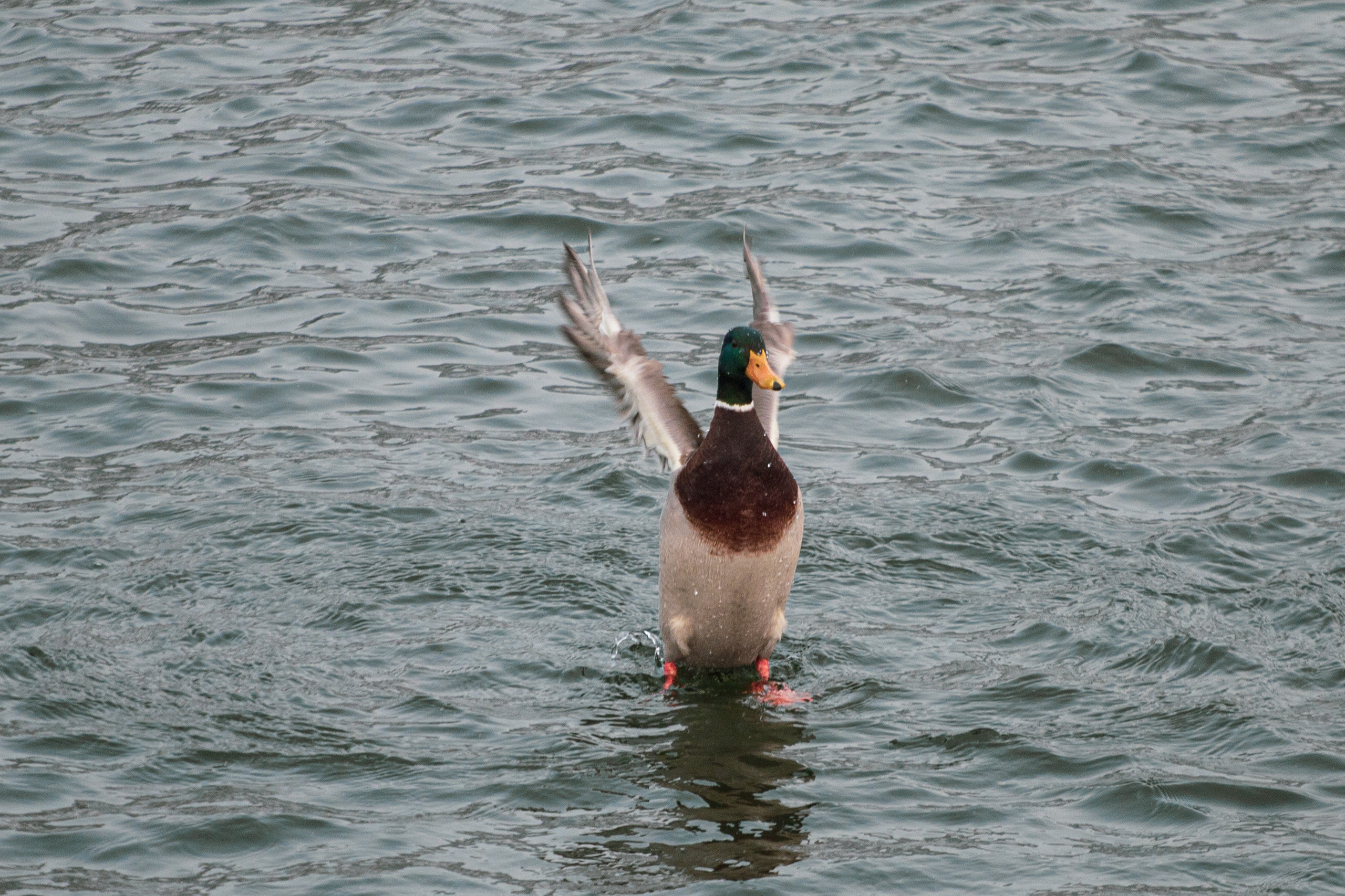 Меньшие братья. Фотограф в Красноярске Оксана Корчагина