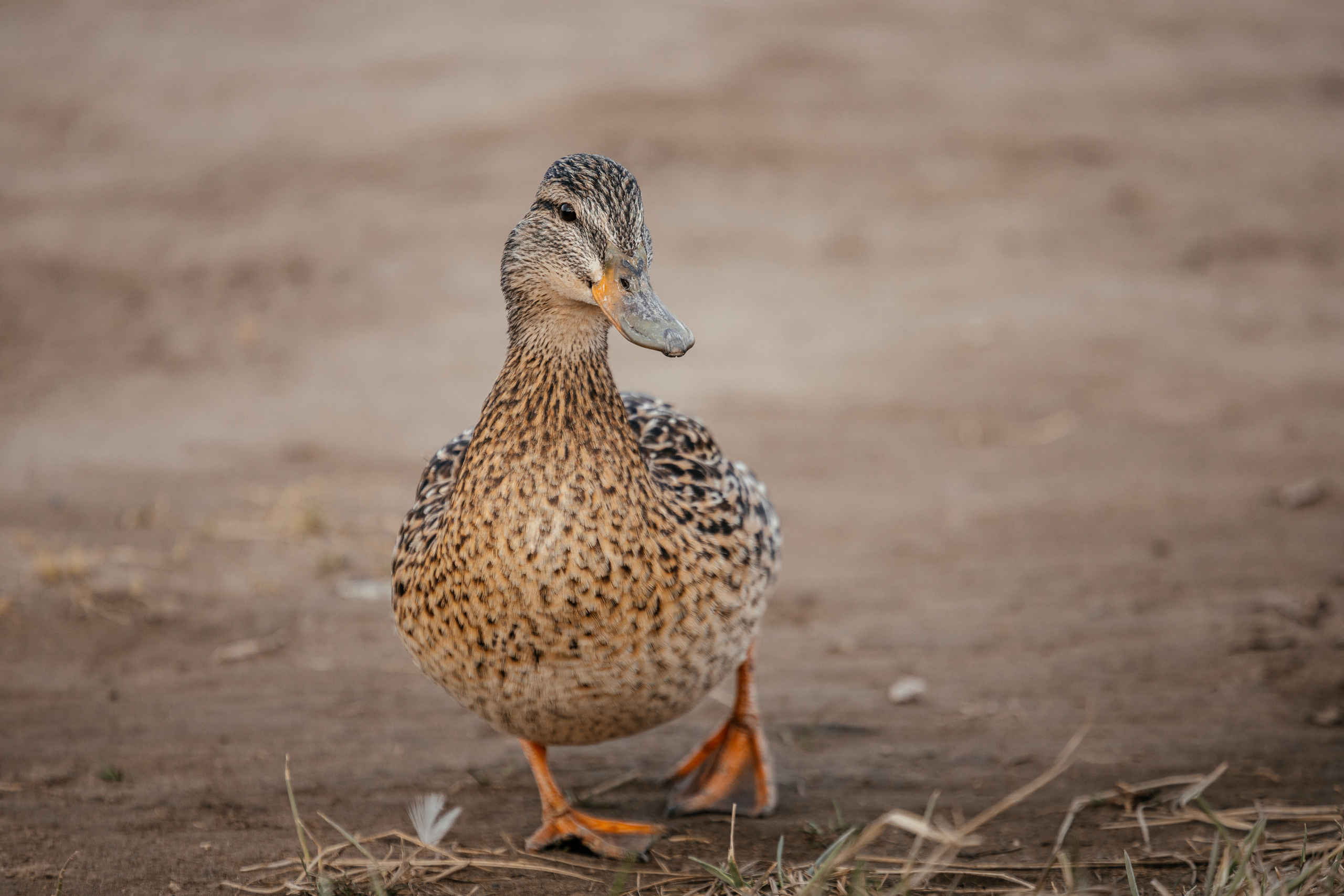Меньшие братья. Фотограф в Красноярске Оксана Корчагина
