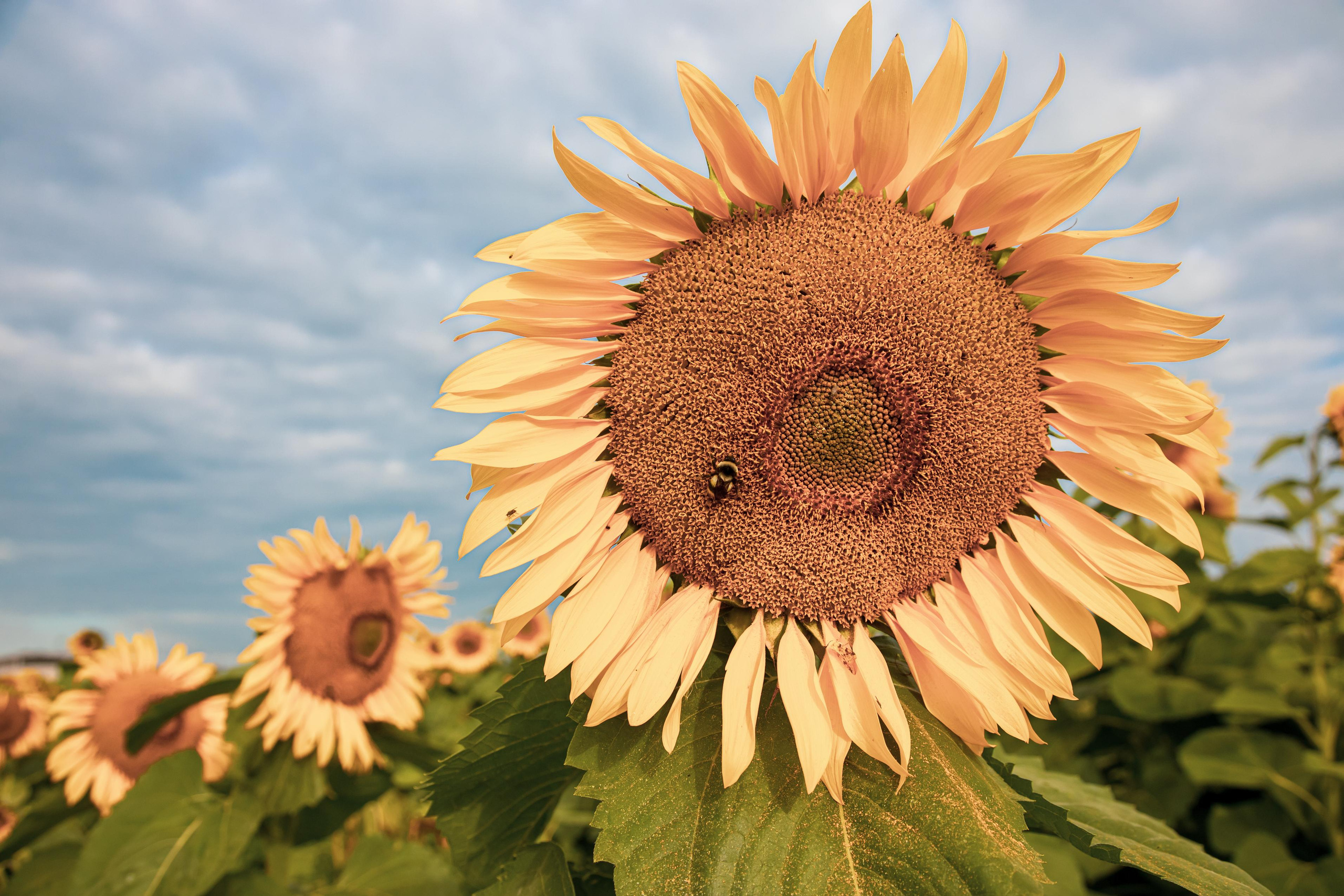 Пейзажи. Фотограф в Красноярске Оксана Корчагина