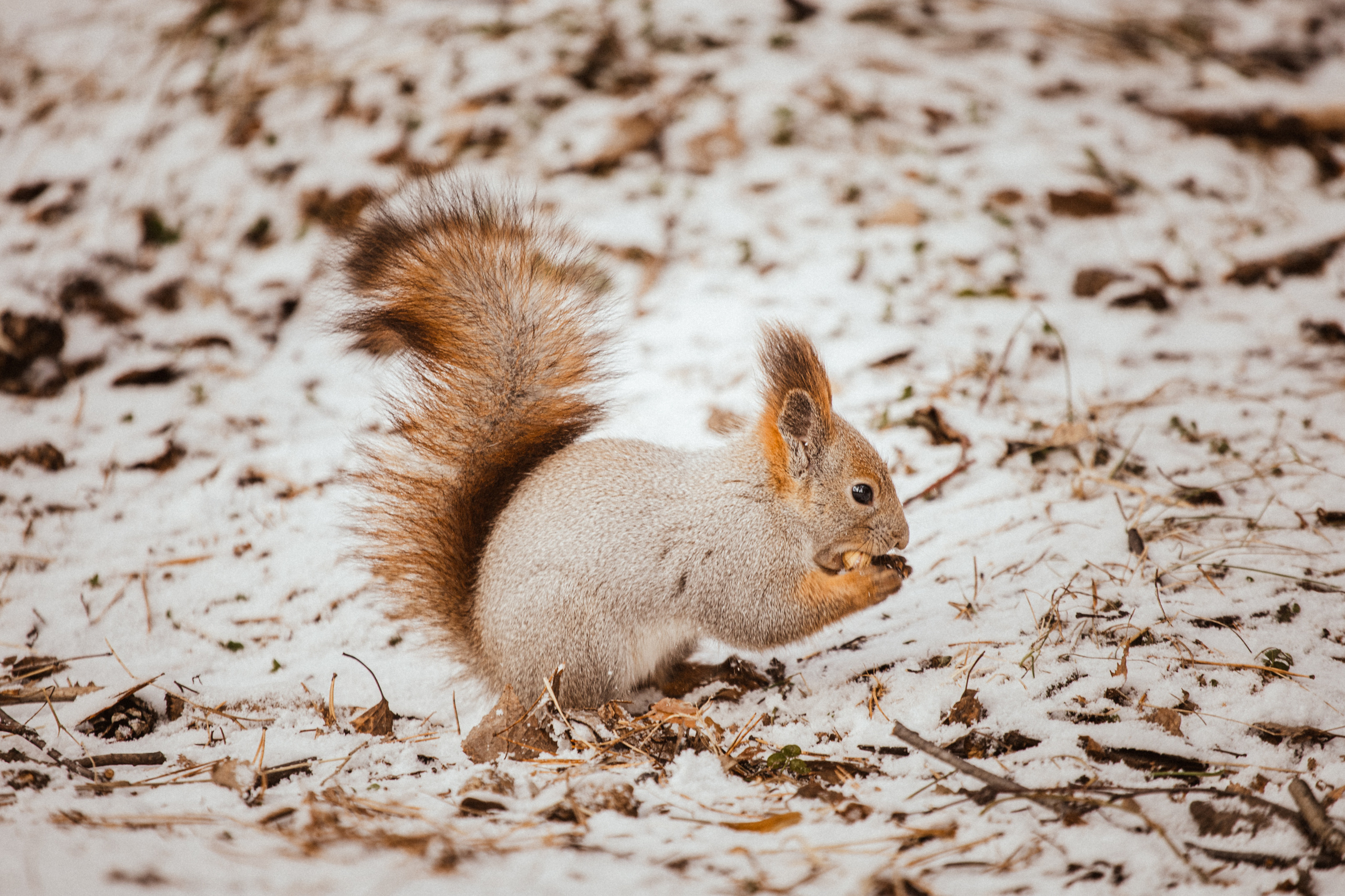 Меньшие братья. Фотограф в Красноярске Оксана Корчагина