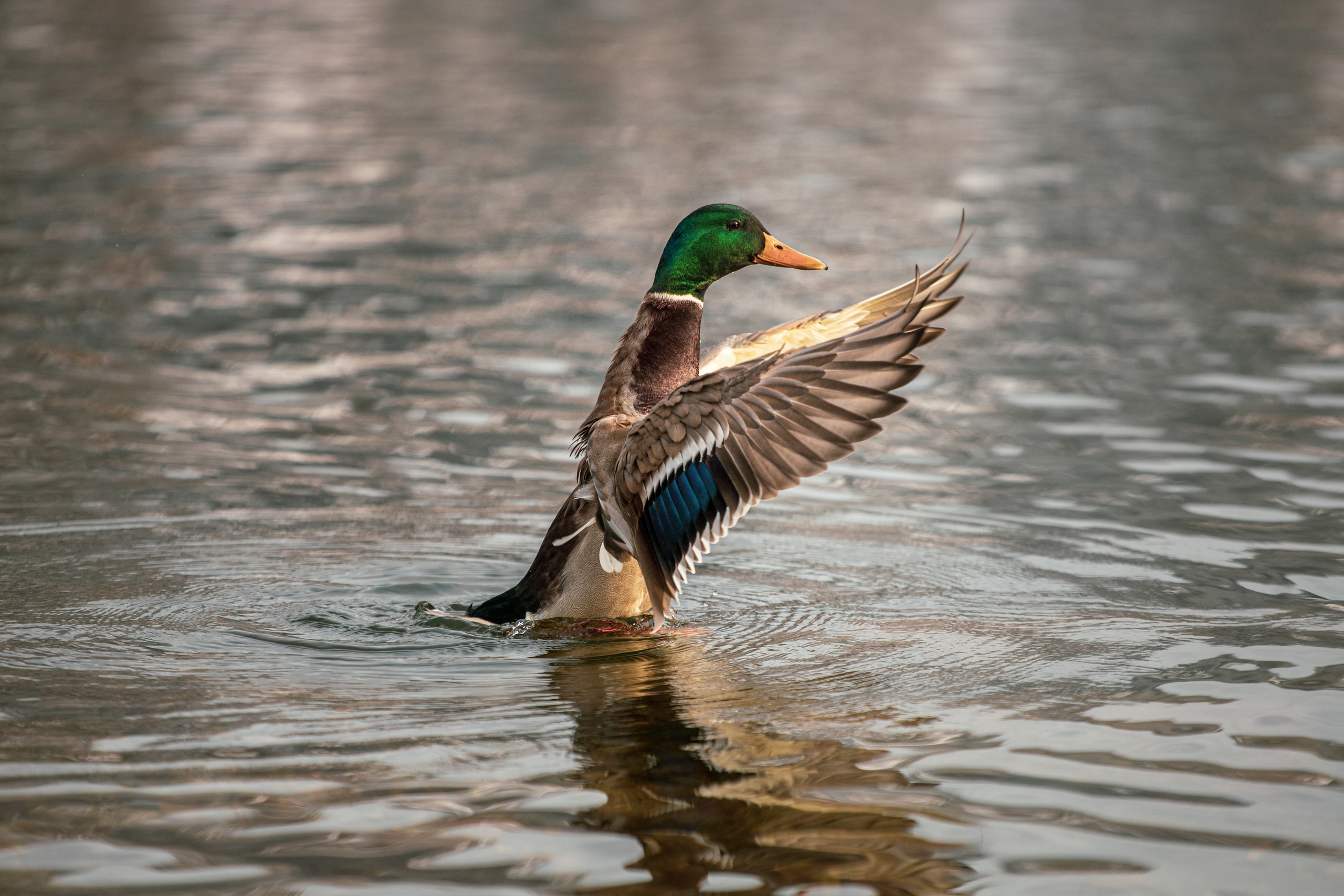 Меньшие братья. Фотограф в Красноярске Оксана Корчагина