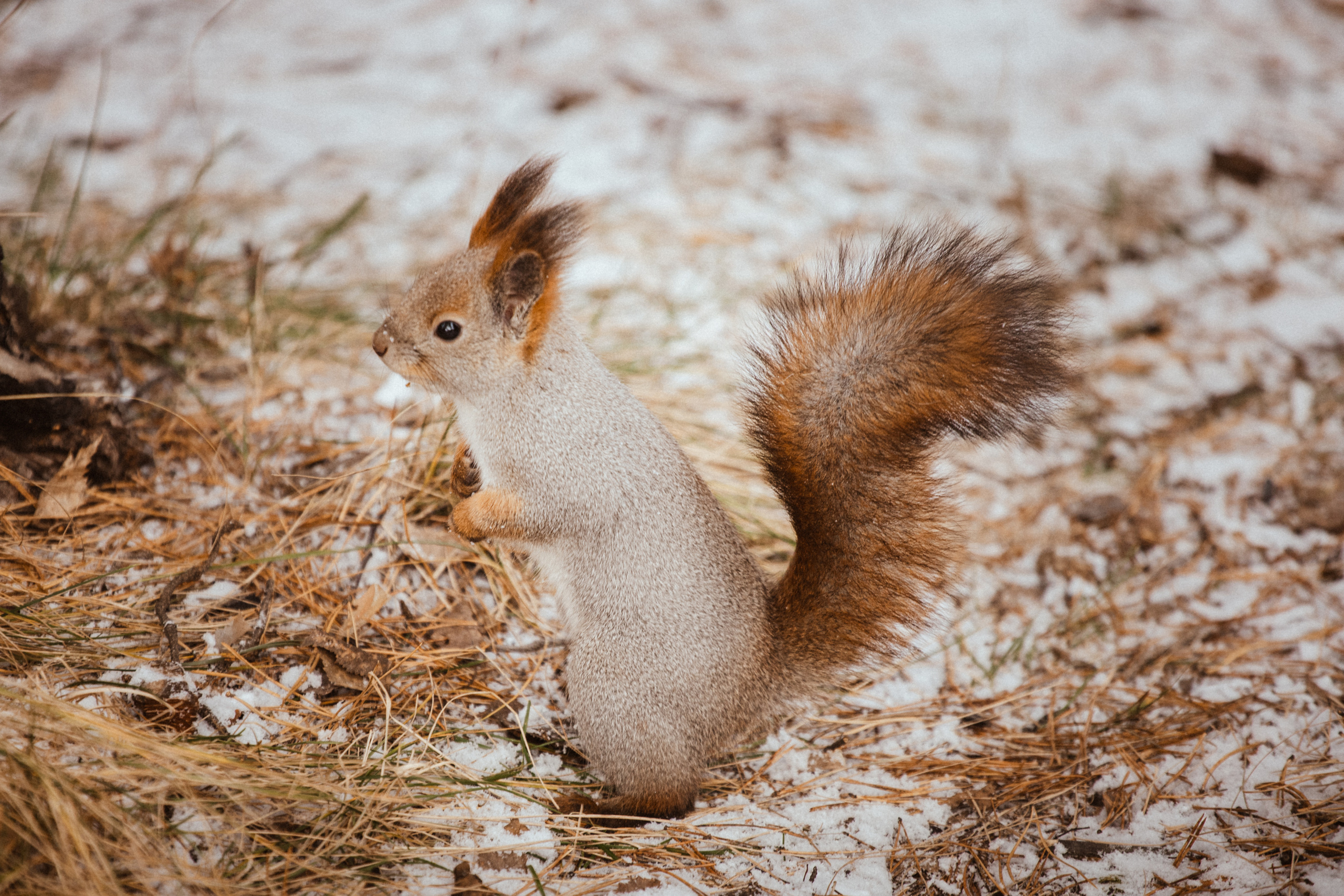 Меньшие братья. Фотограф в Красноярске Оксана Корчагина