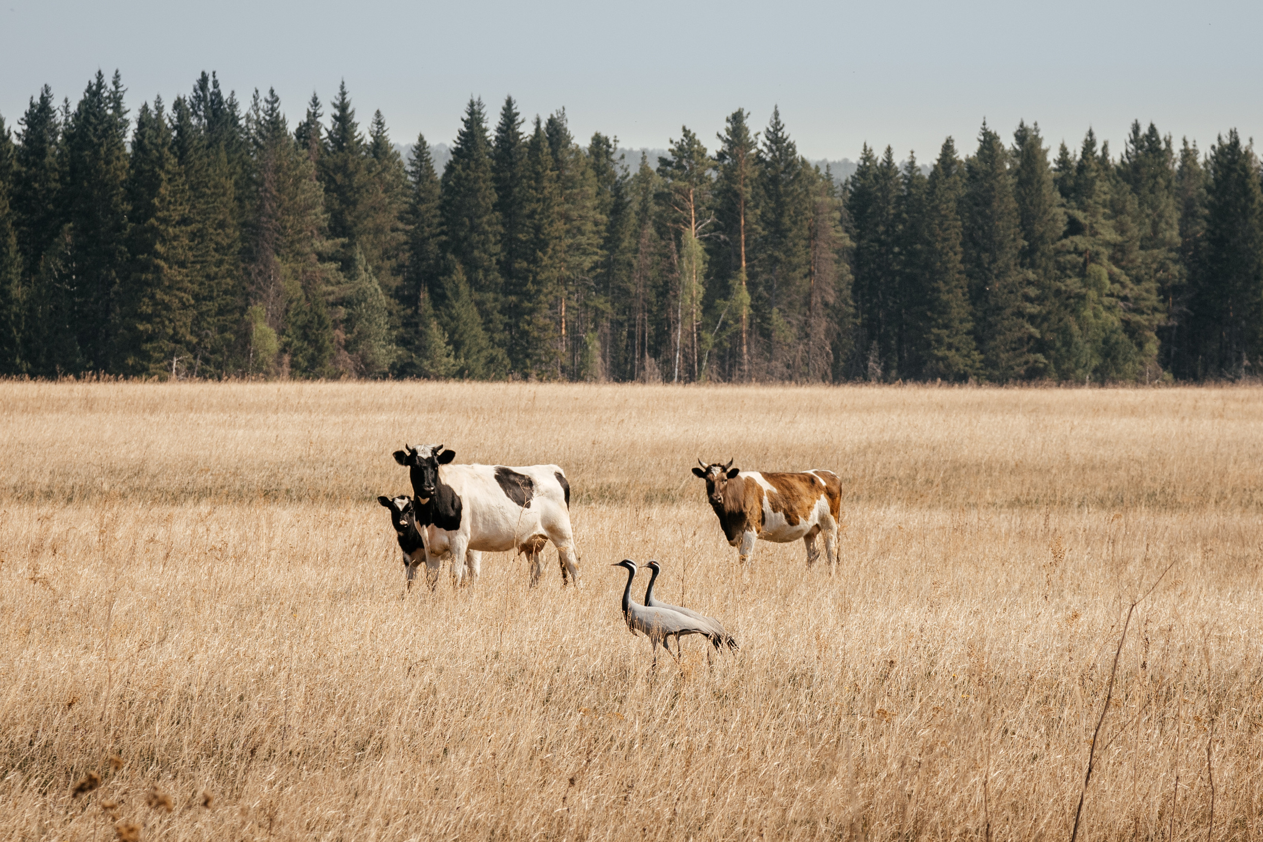 Пейзажи. Фотограф в Красноярске Оксана Корчагина