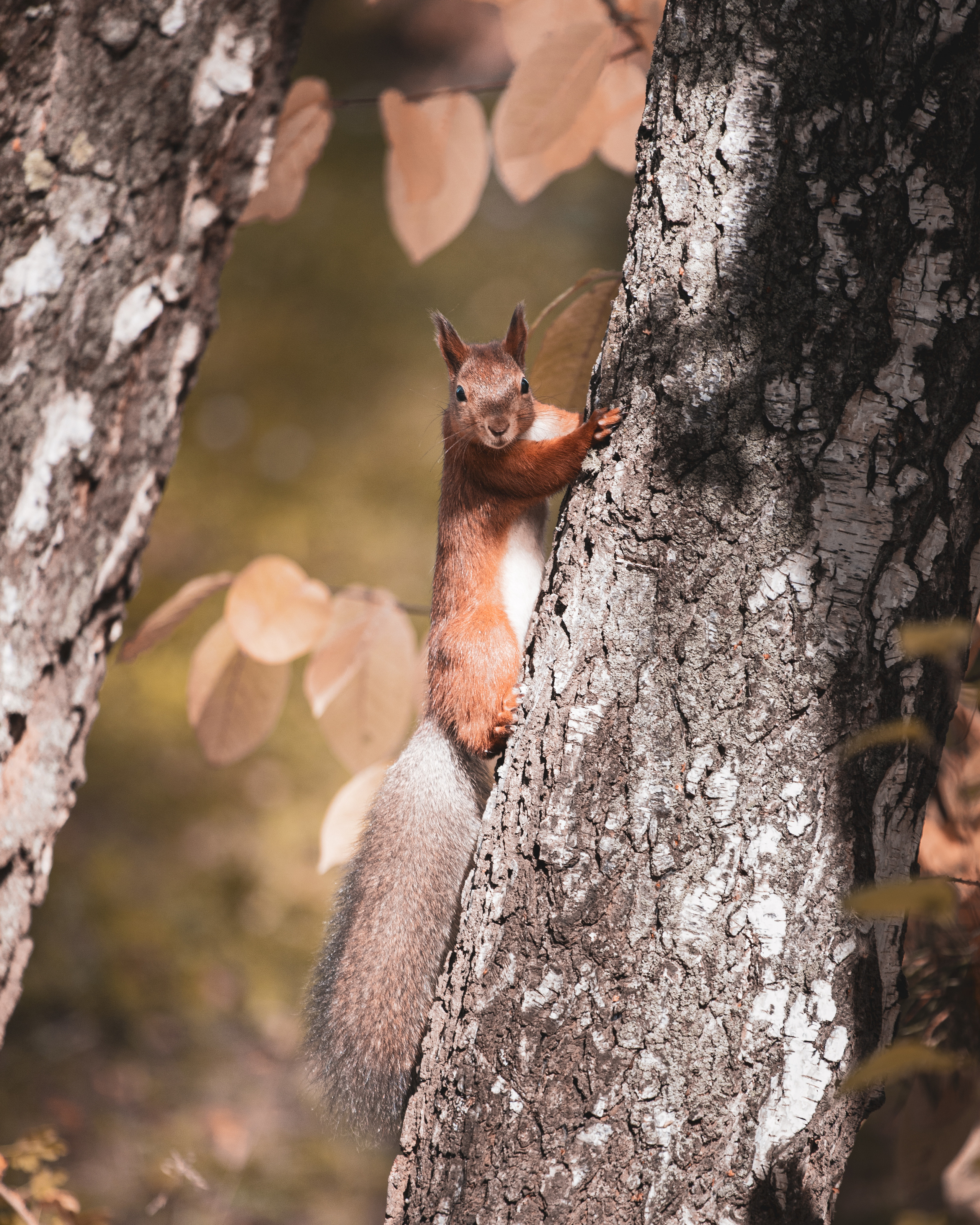 Меньшие братья. Фотограф в Красноярске Оксана Корчагина