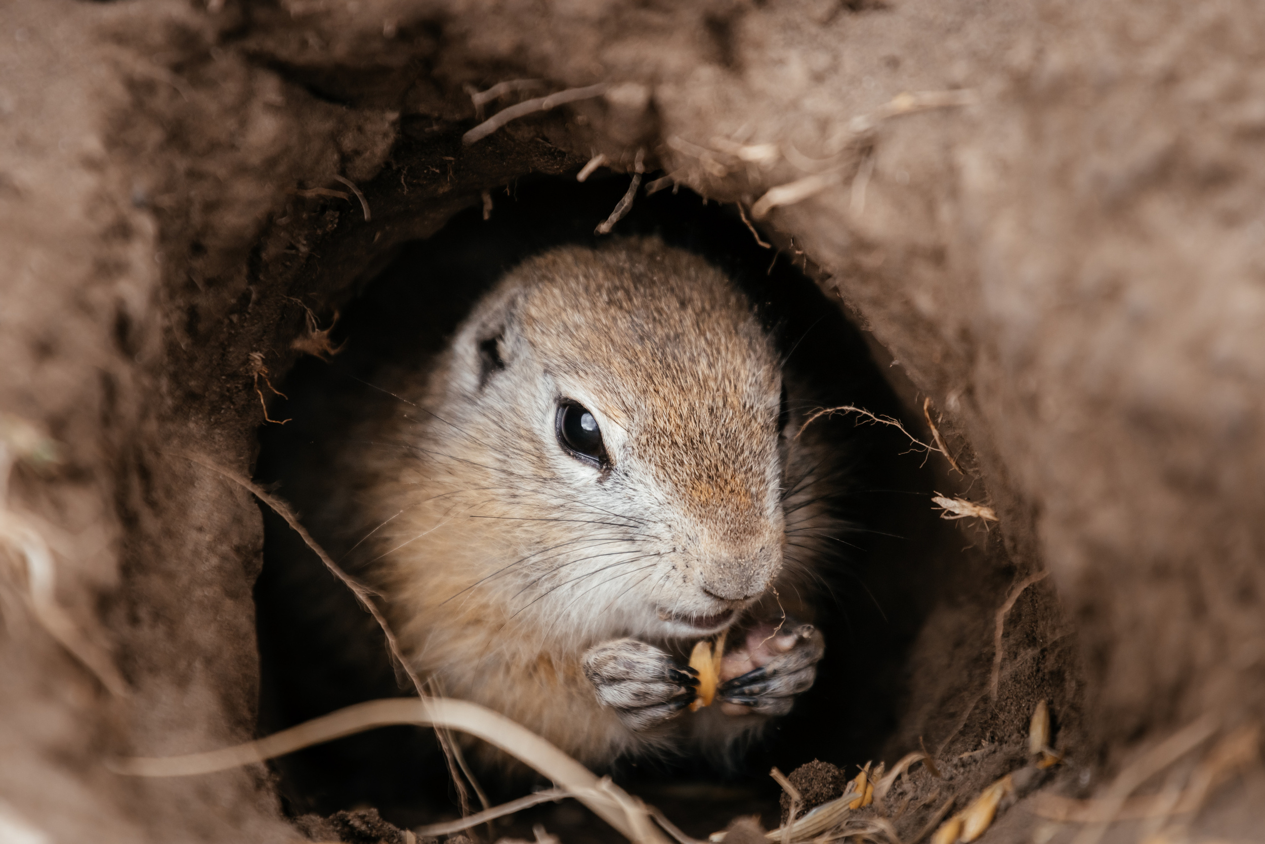 Меньшие братья. Фотограф в Красноярске Оксана Корчагина