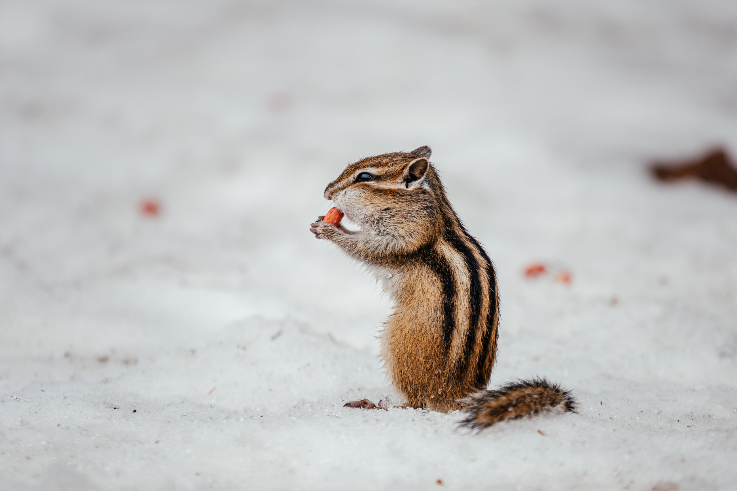 Меньшие братья. Фотограф в Красноярске Оксана Корчагина