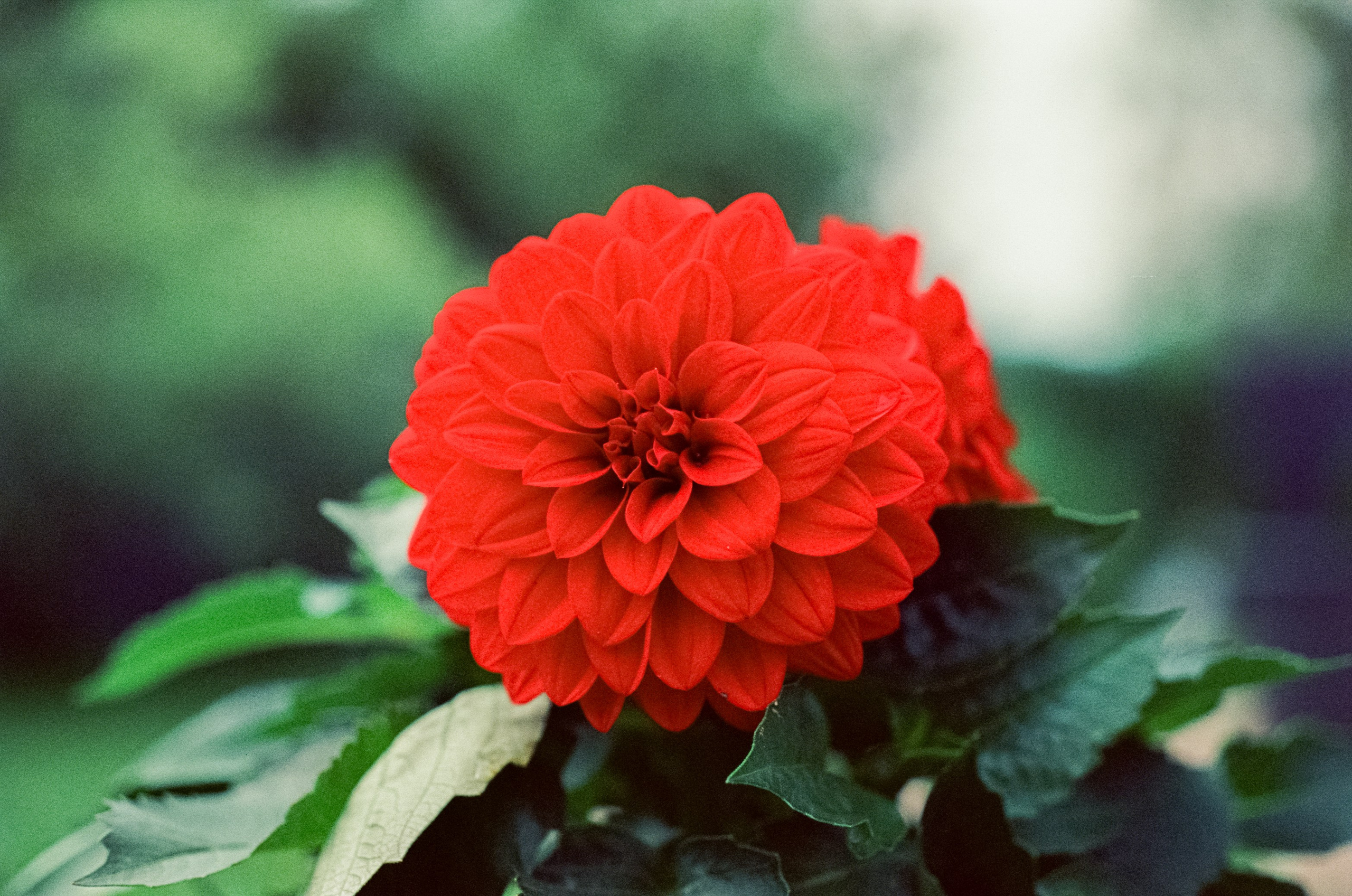 Kodak Vision 3 500T примеры фотографий