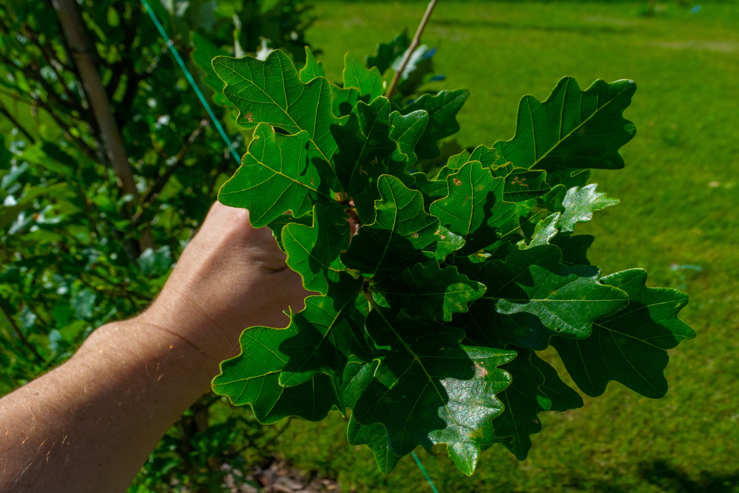 Тульская областная онкологическая больница (лето-цветы, NIKON D3100 35 мм F1,8)). Фотограф в Туле Крупский АнДРей. Фотостудия «КАДР71» в Туле