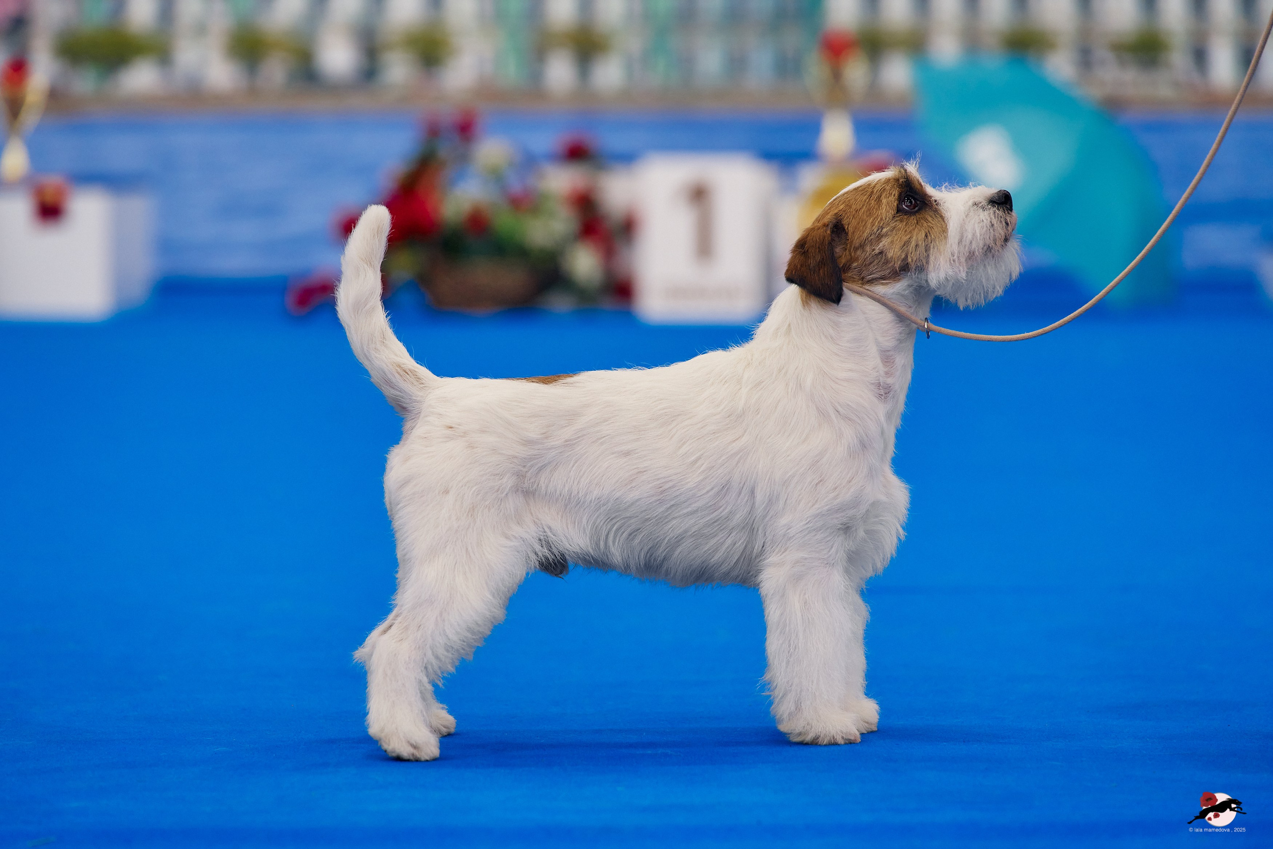 27.04.2025 | "Петербург-Элита 2025" & «КУБОК «ЭЛИТЫ»-2025»