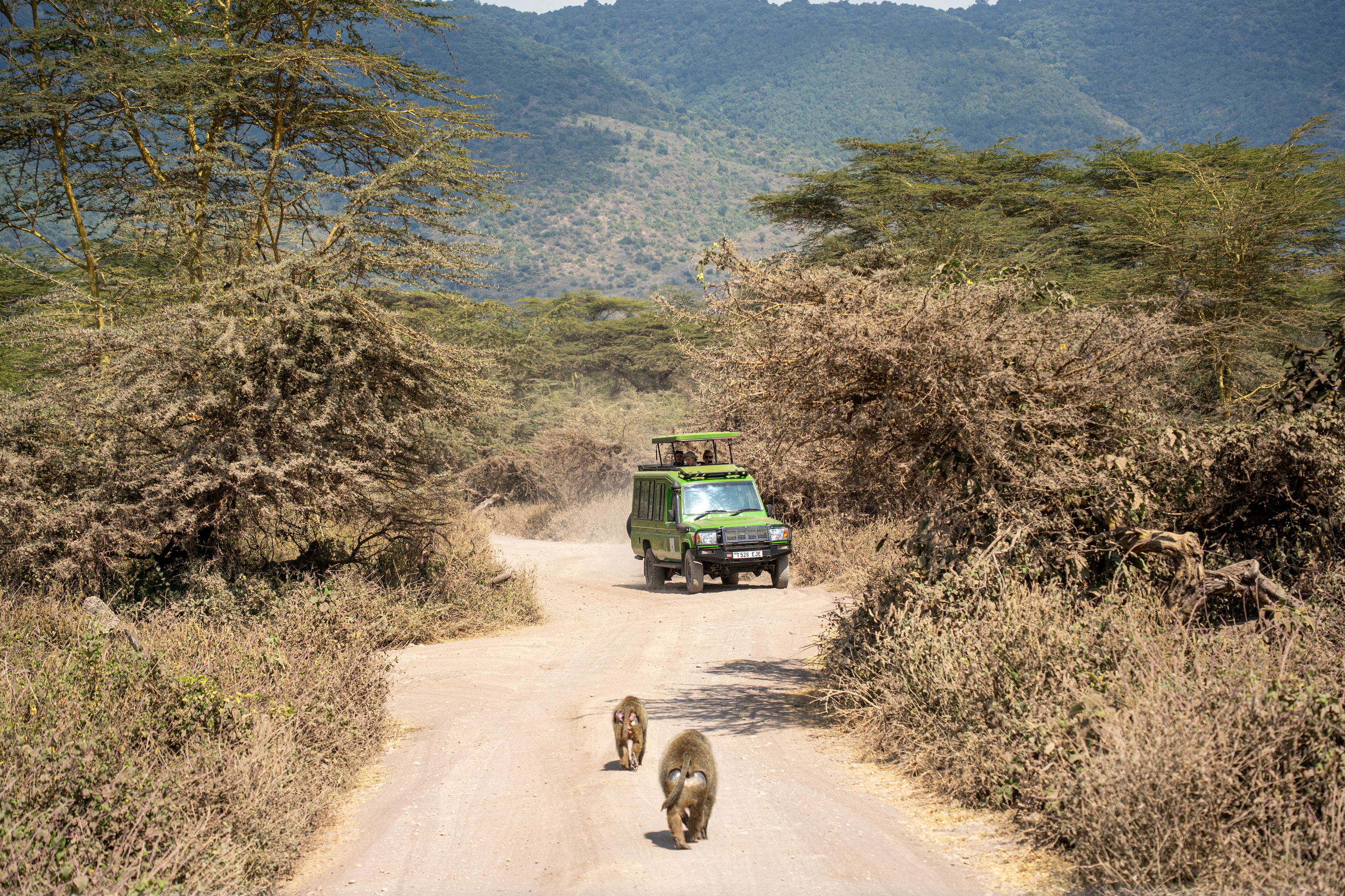 Танзания, сафари, 2025. Творческие сьемки