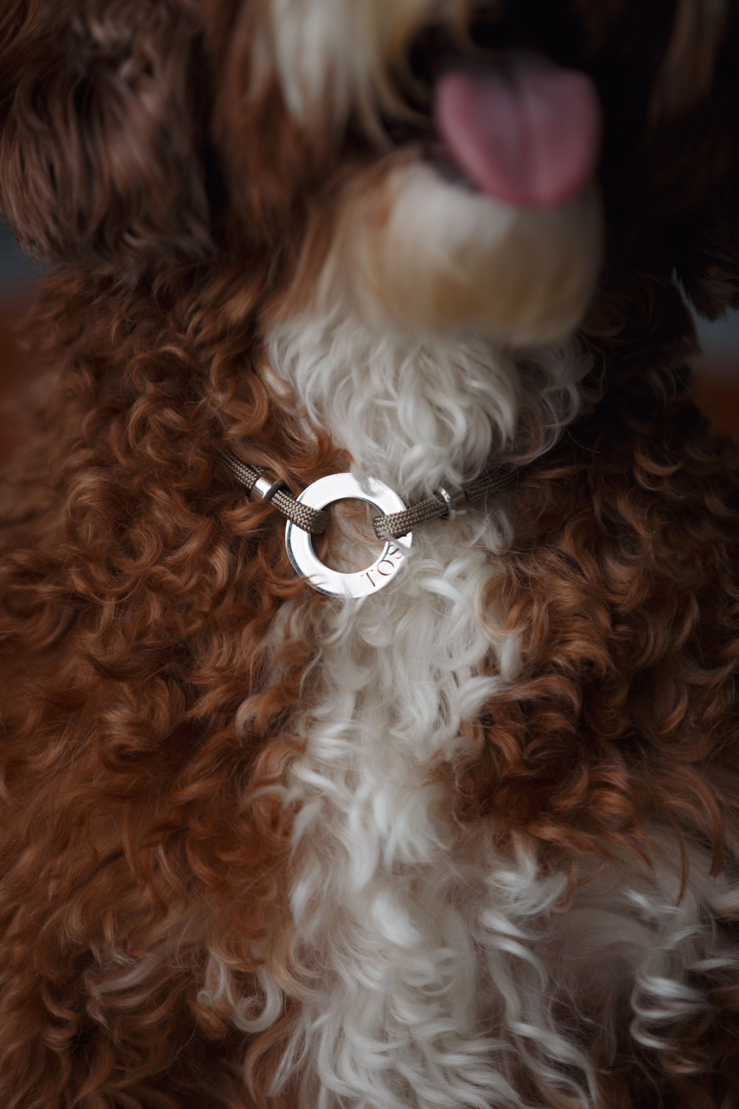 Bmbh лежанки и адресники. Фотограф анималист Кристина Карпова, Москва