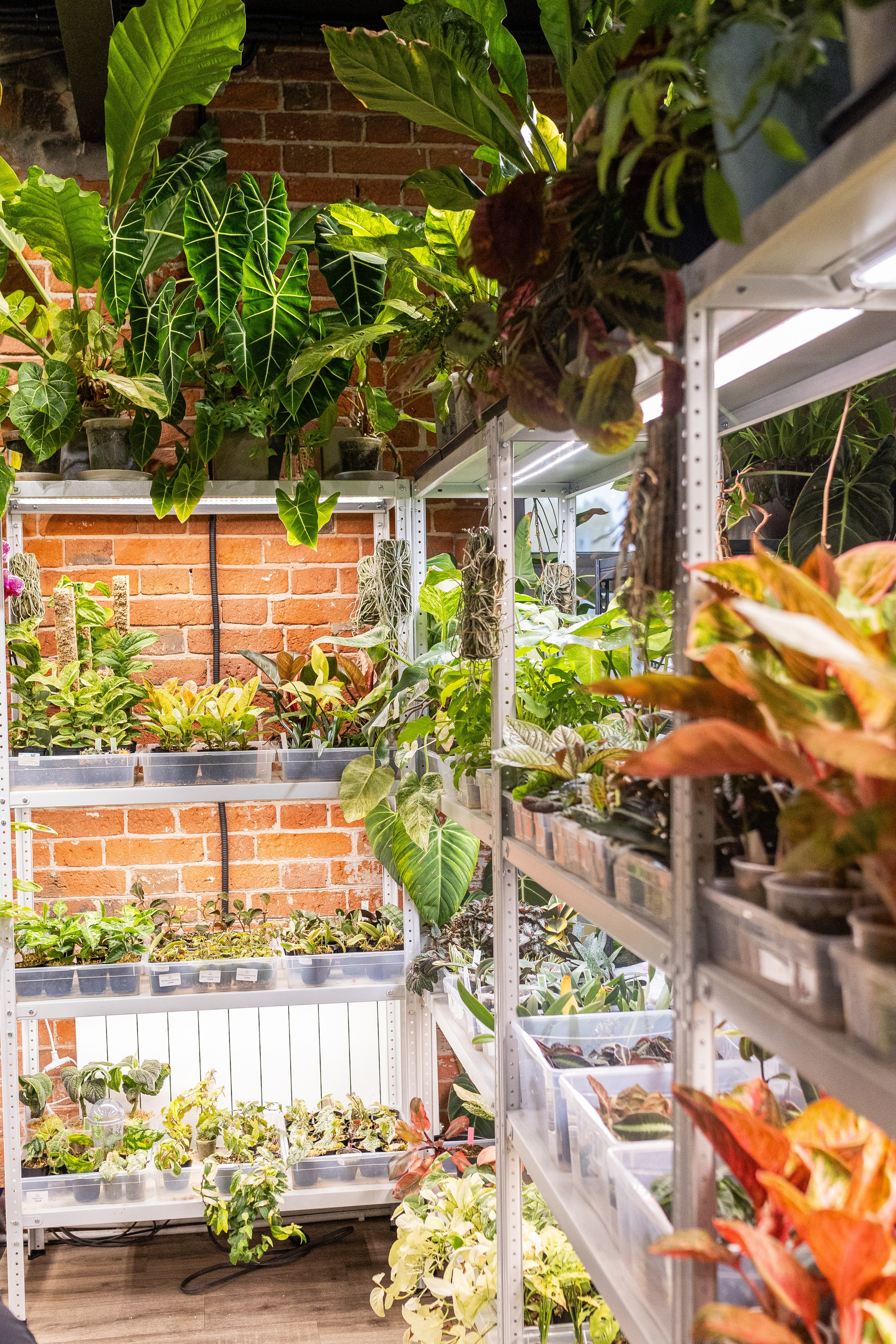 GreenRare ярмарка 2024. Александра Куликова фотограф, Москва