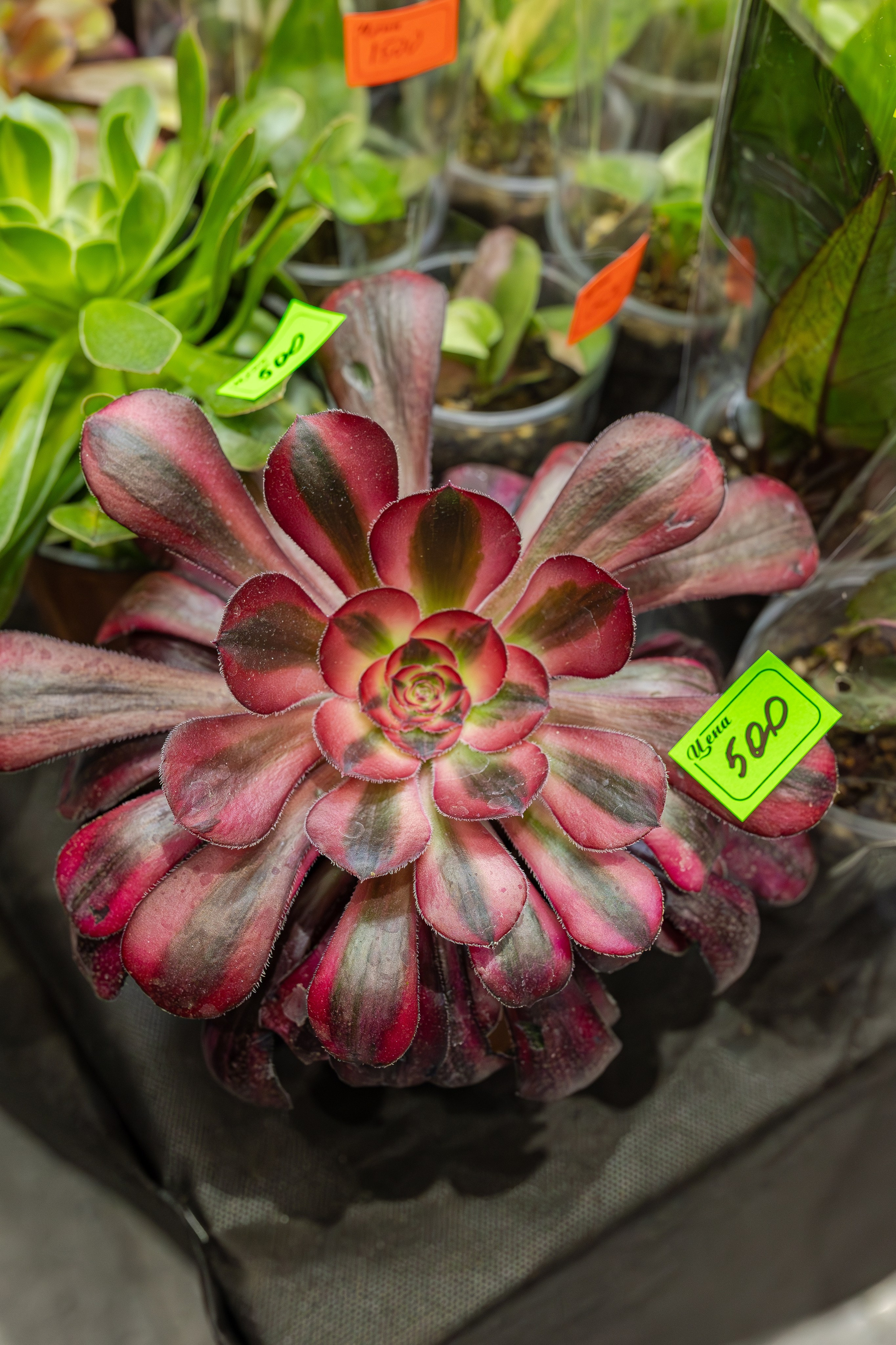 Монстериум апрель 2026. Александра Куликова фотограф, Москва