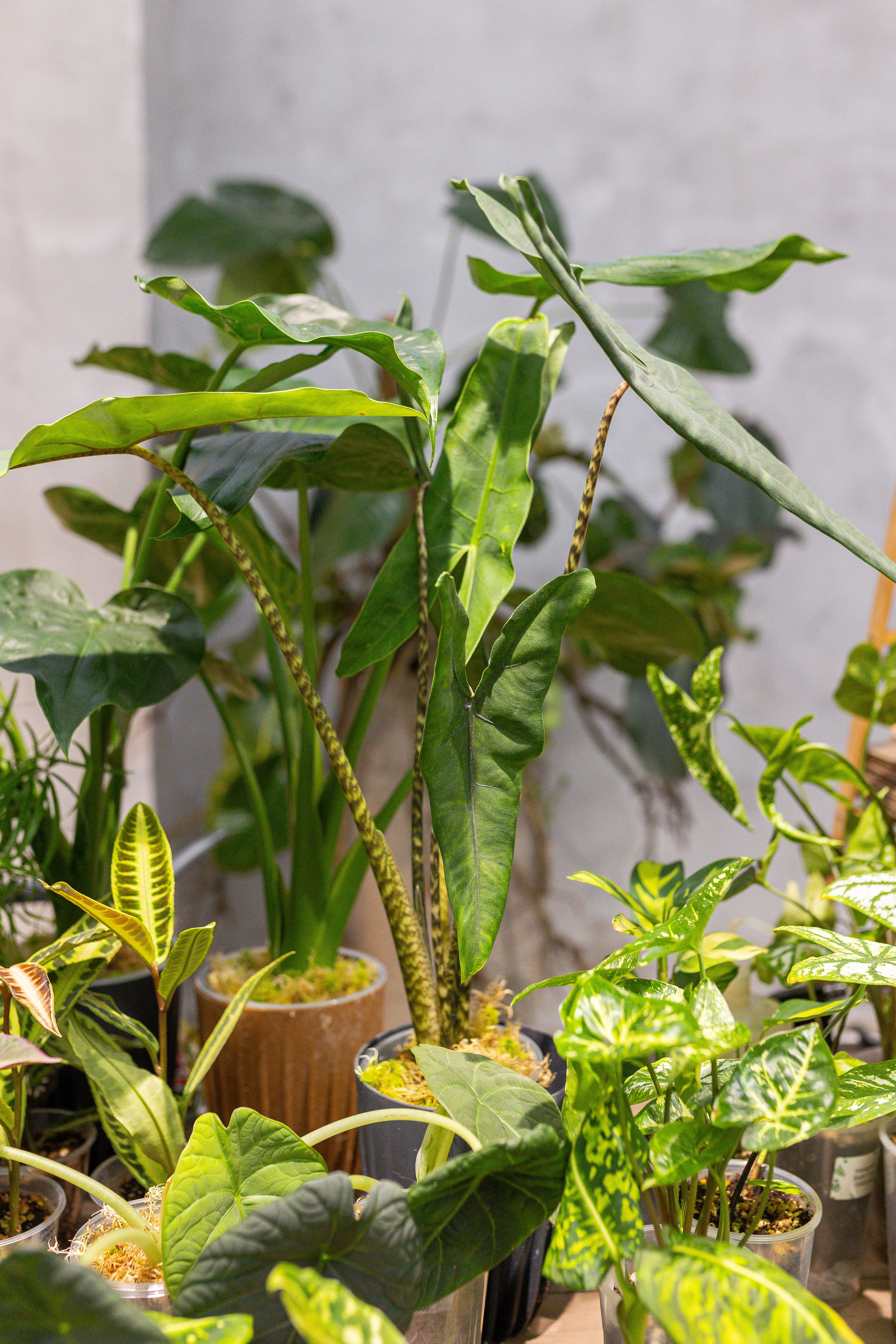 Ярмарка Green Rare 20.09.25. Александра Куликова фотограф, Москва