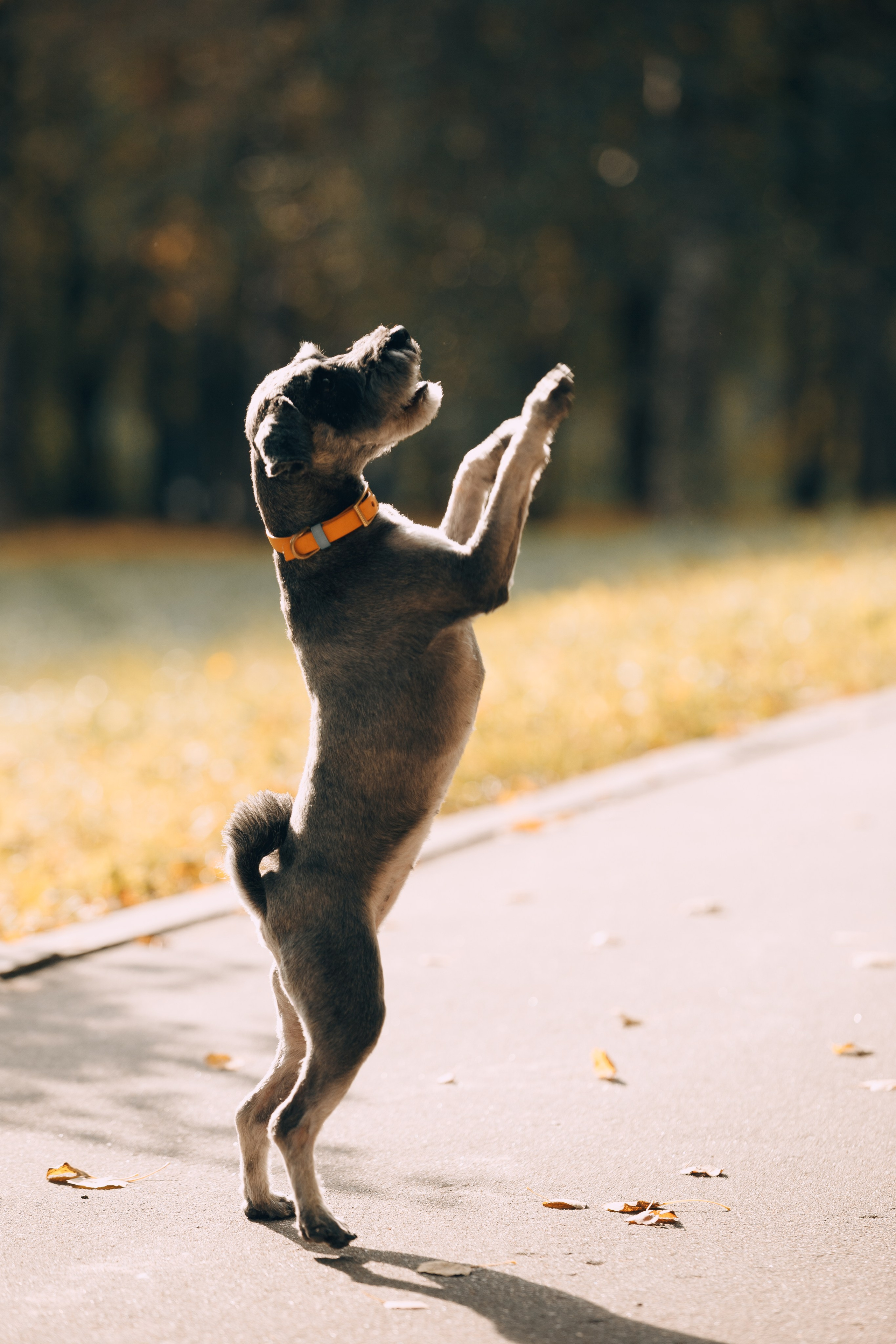 Оля и компания. Фотограф анималист Кристина Карпова, Москва