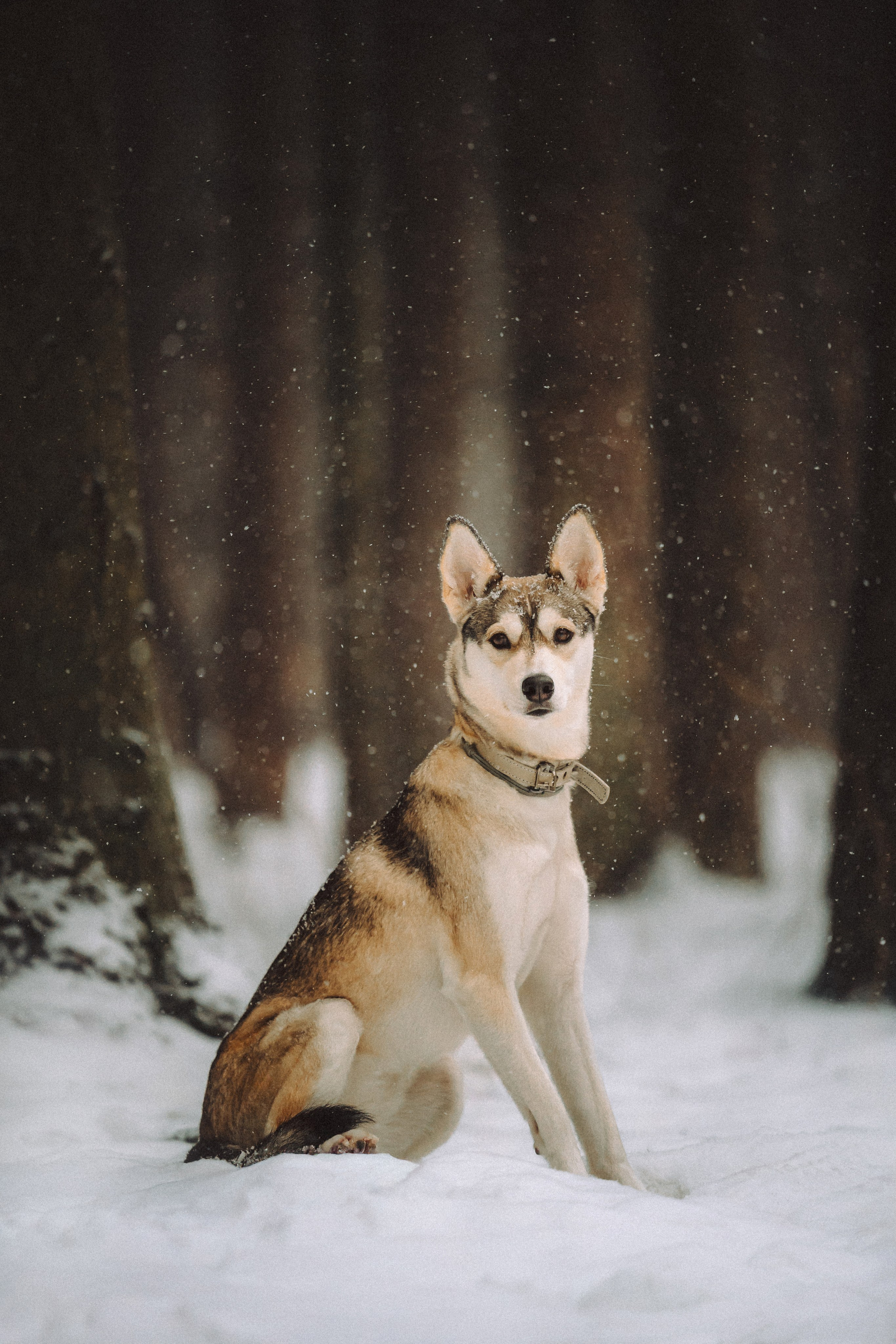 Аня и Рокси