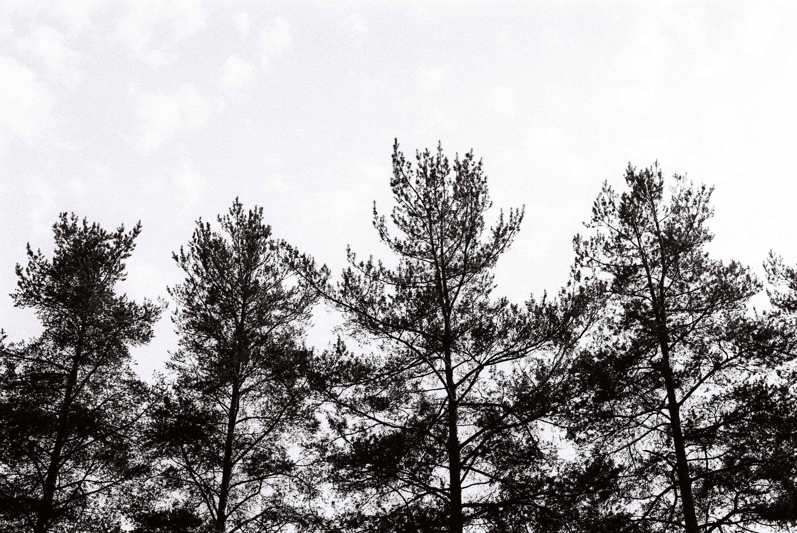 Film. Ruslan UI Dev Page