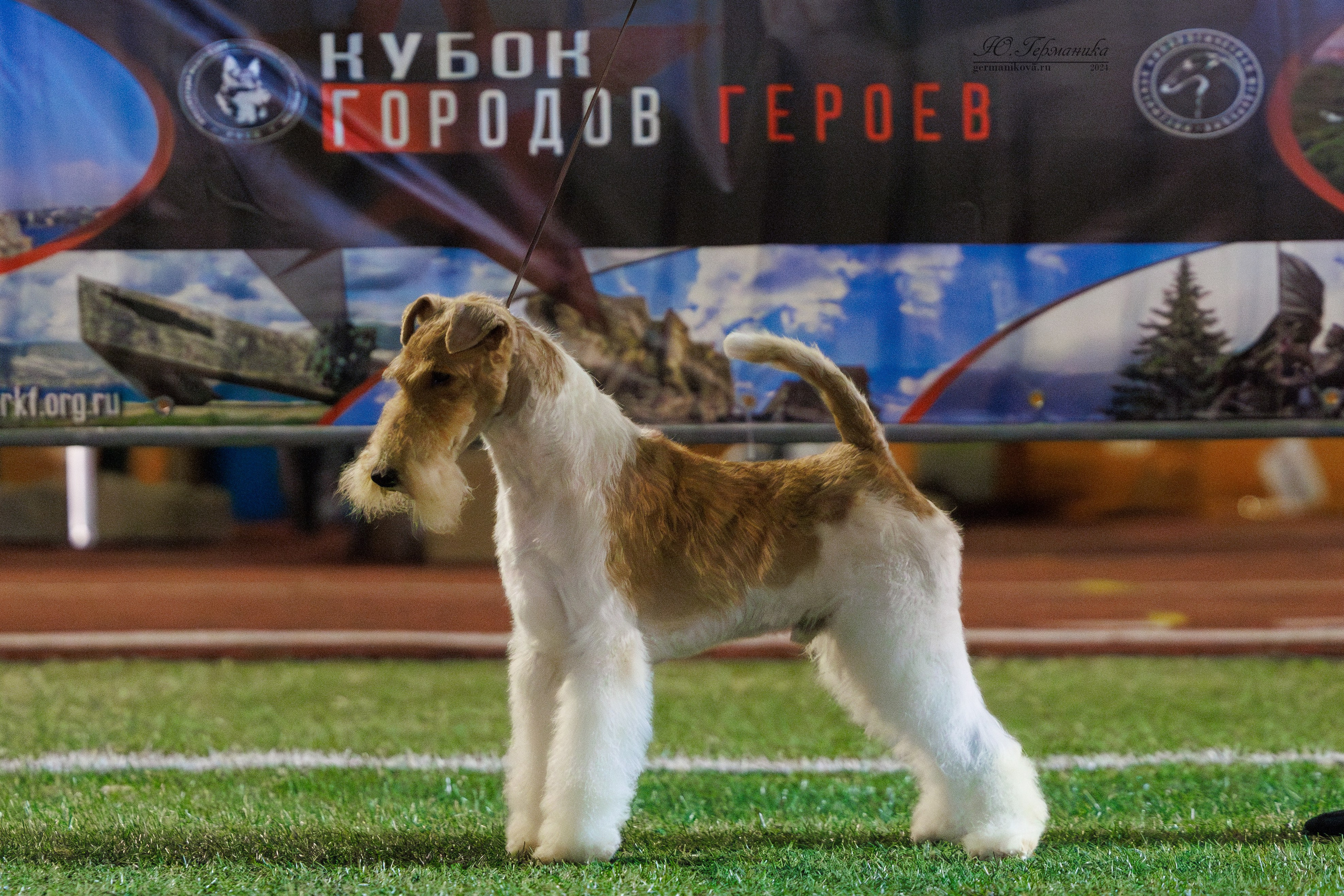 Волгоград 2-4.08.2024. Фотограф-анималист Юлия Германика