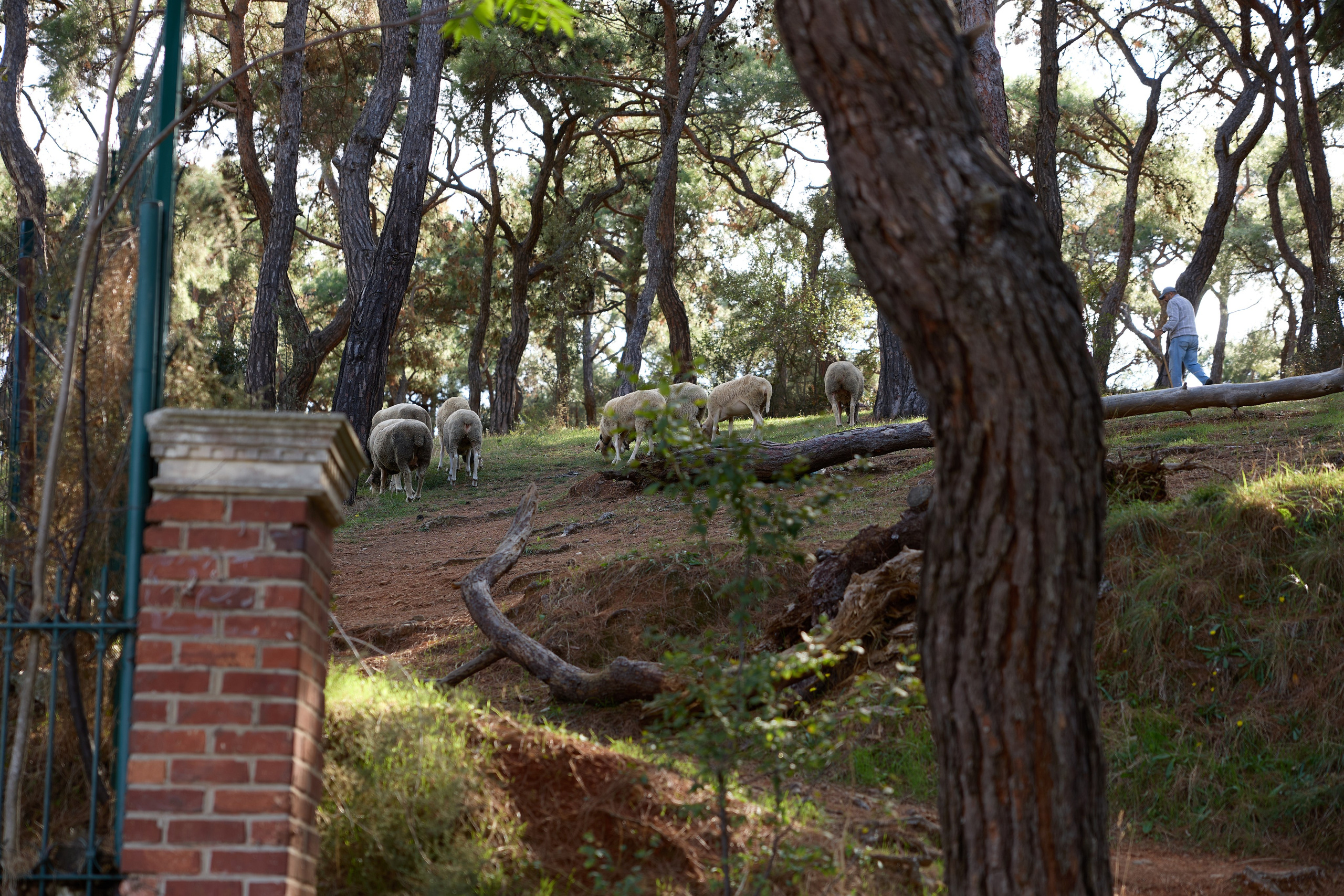 Стамбул 24. Фотограф Москва, Дима Пеллер