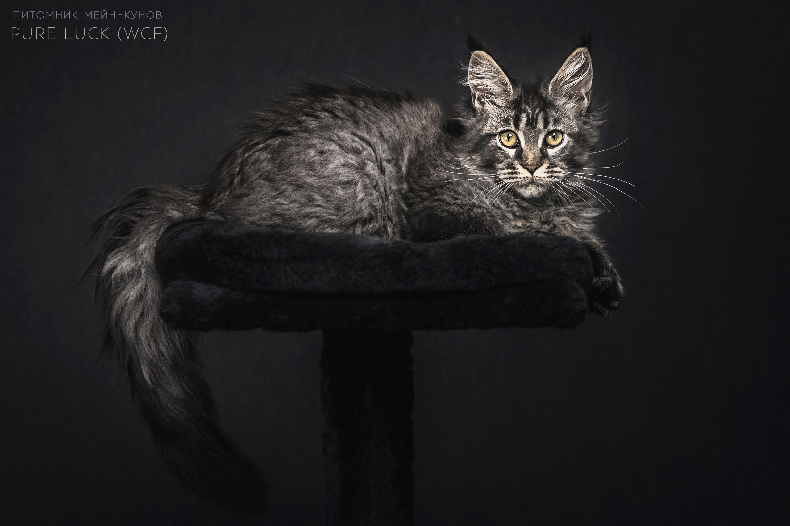 Куны. Фотограф анималист Аня Ливанова | Рыбинск