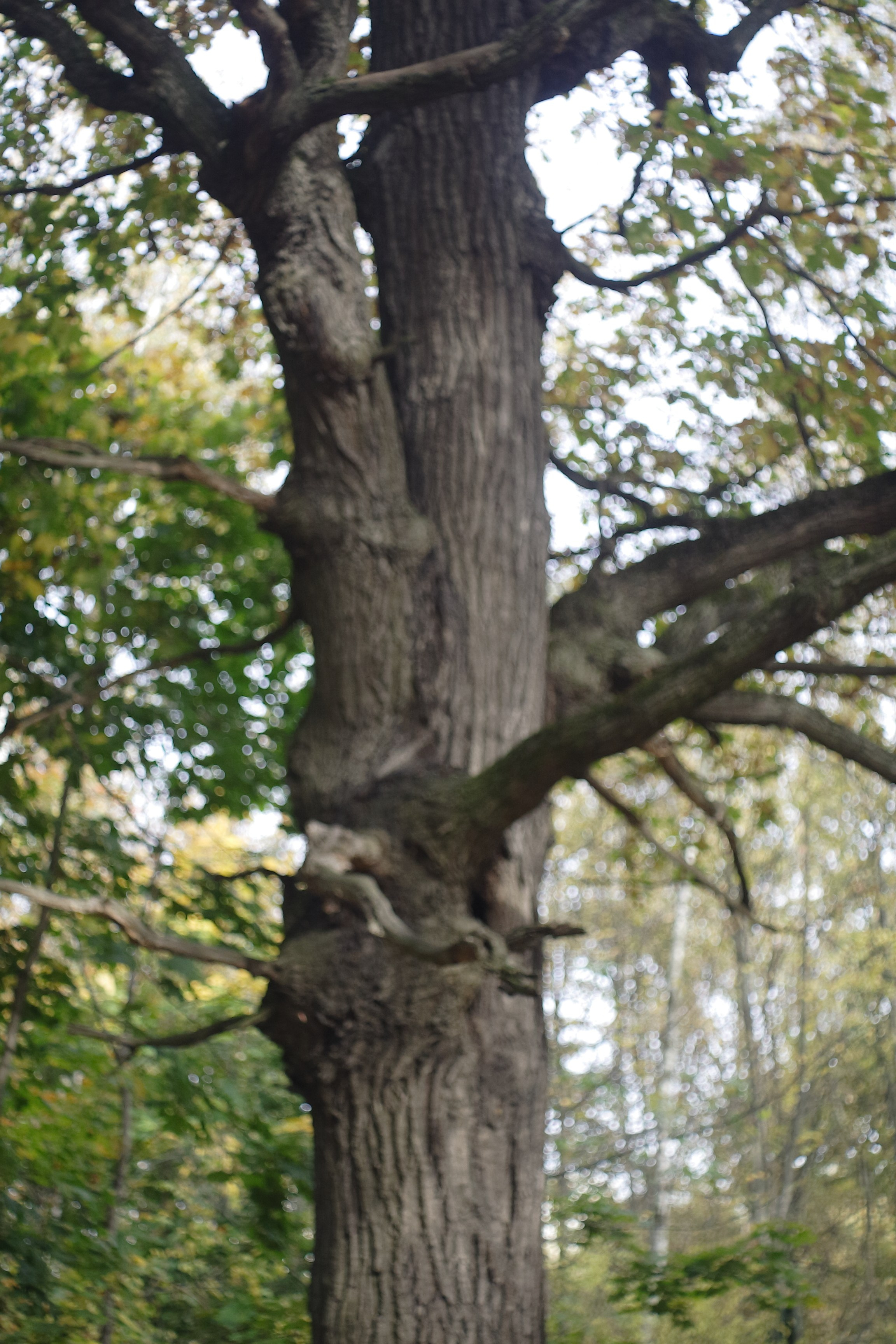 Старое природное, отбирала Katamount (Катерина Горохова). Главная